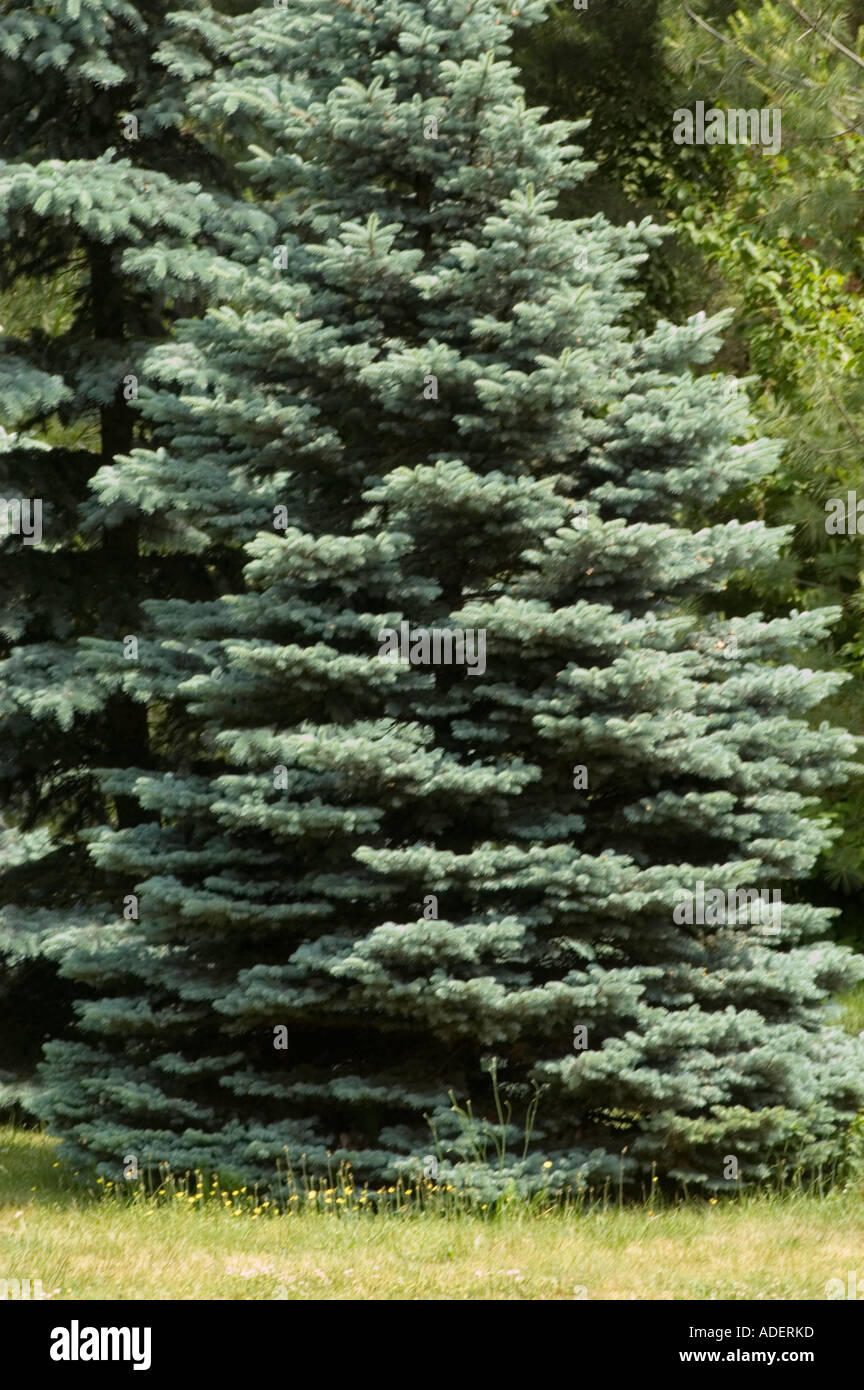 Silver spruce Pinaceae Picea Foto Stock