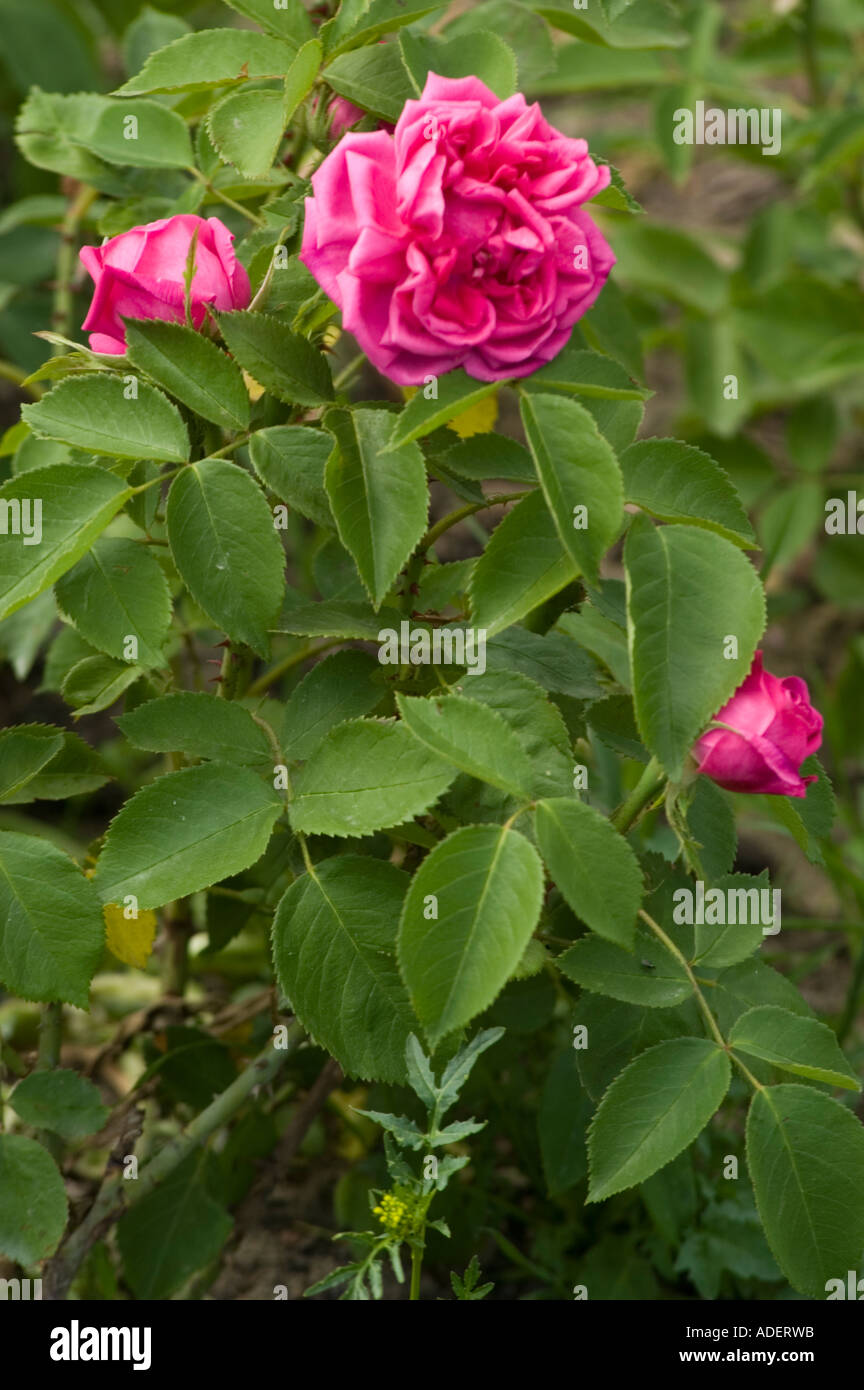 Red Rose Rosaceae Rosa x bifera Poir Pers Remontanty Magna Charta Hort W Paolo Regno Unito 1876 Foto Stock