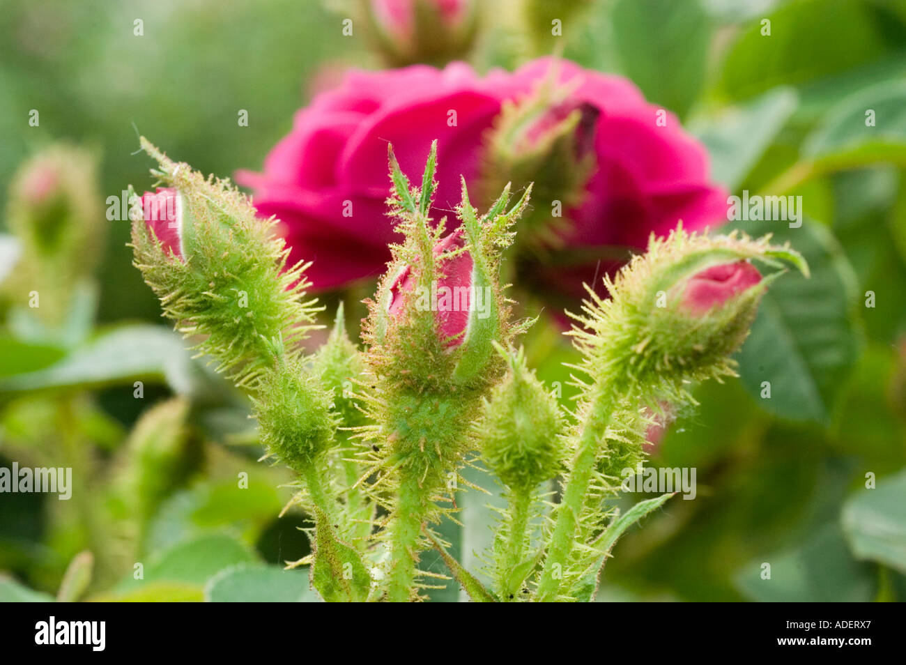 Fiore rosso di Rosa Rosaceae rosa centifolia x f muscosa Henri Matin o rosso Moss Francia 1863 Foto Stock