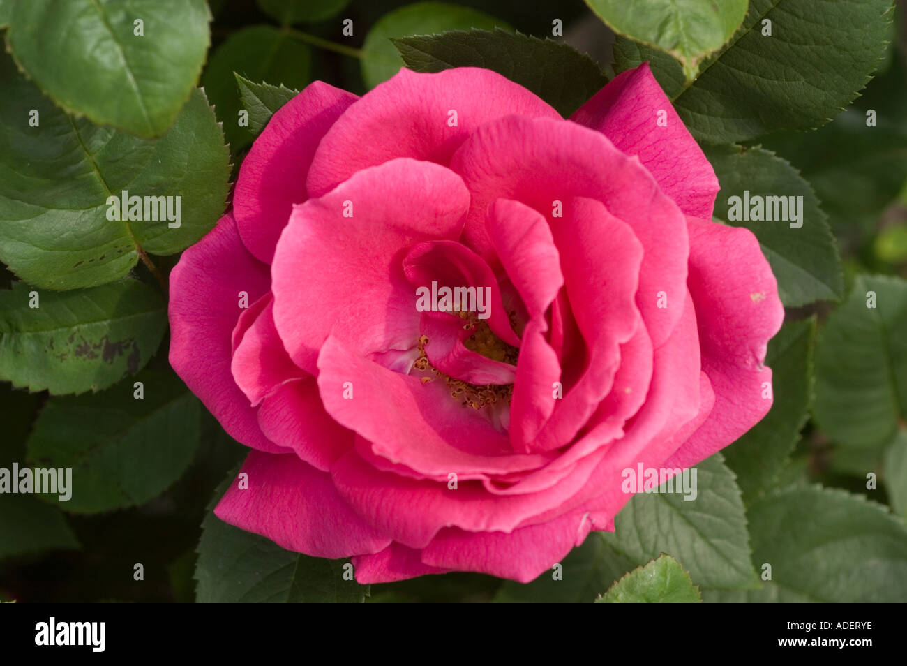 Fiore rosso di Rosa Rosaceae Rosa x bifera remontanty MME Victor Verdier Francia 1863 Foto Stock