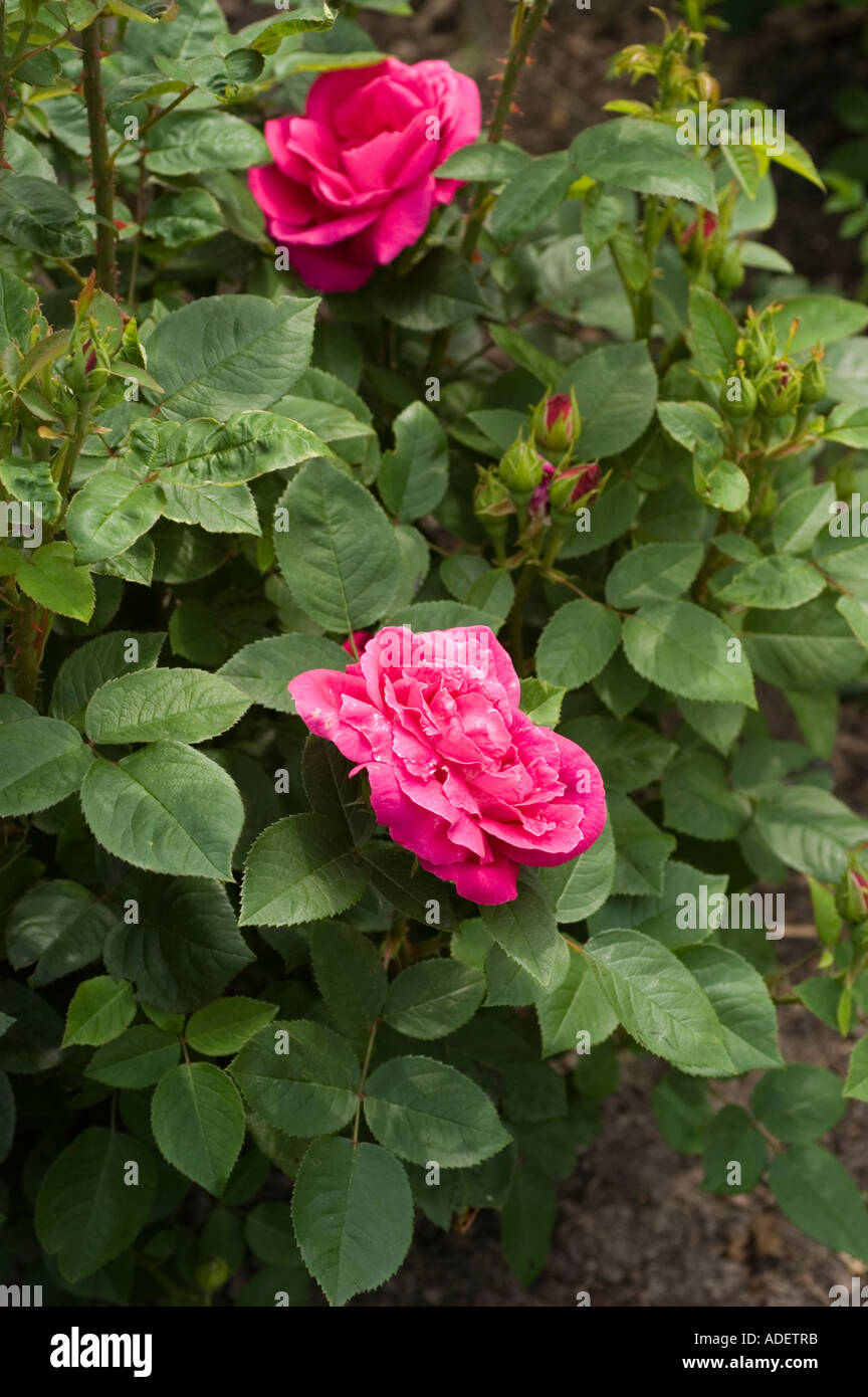 Fiore rosso di Rosa Rosaceae Rosa x bifera remontanty MME Victor Verdier Francia 1863 Foto Stock