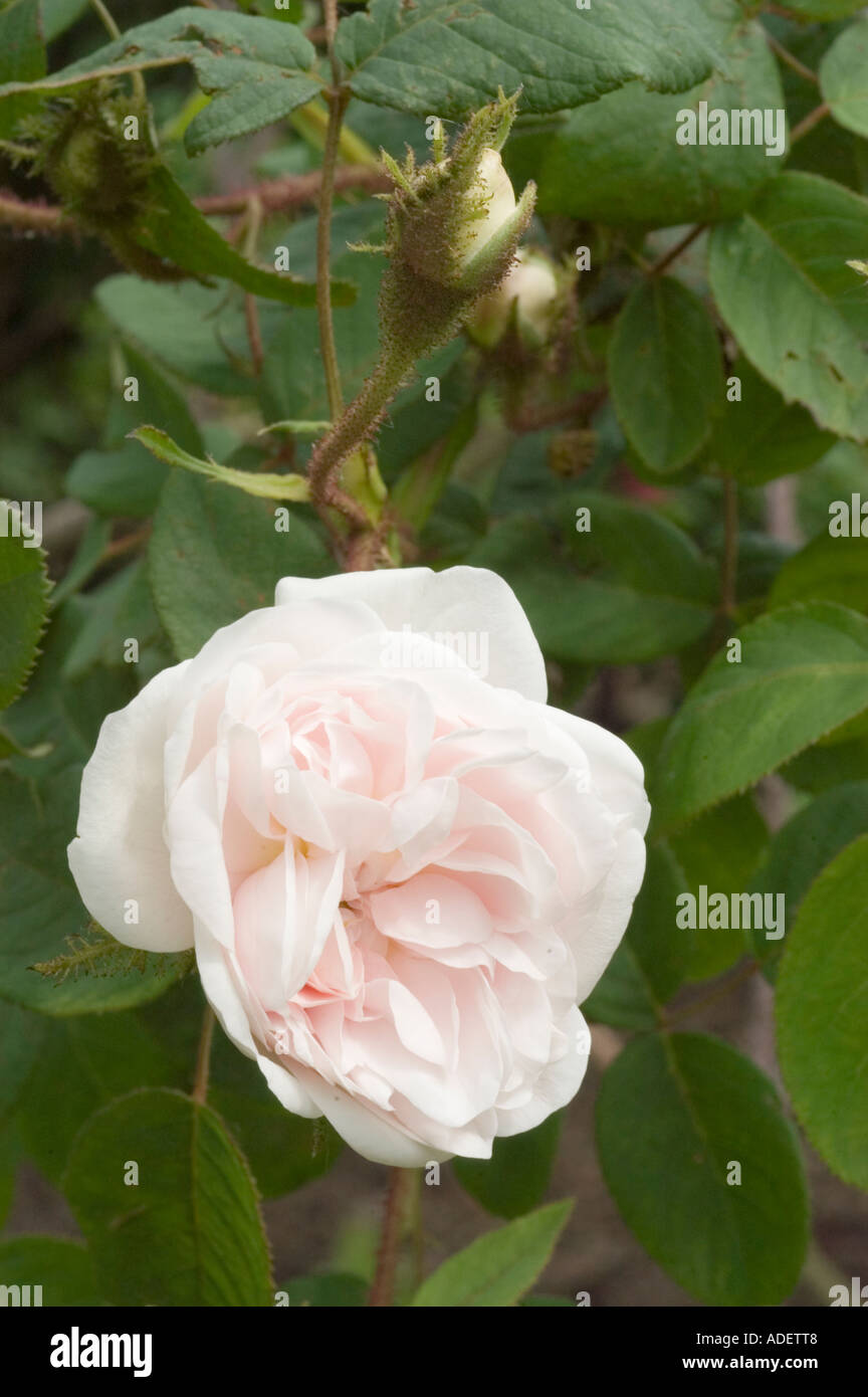 Rose Rosaceae Rosa x bifera remontanty Frau Karl Druschki o Snow Queen o bianco American Beauty o Reine des Neiges Foto Stock