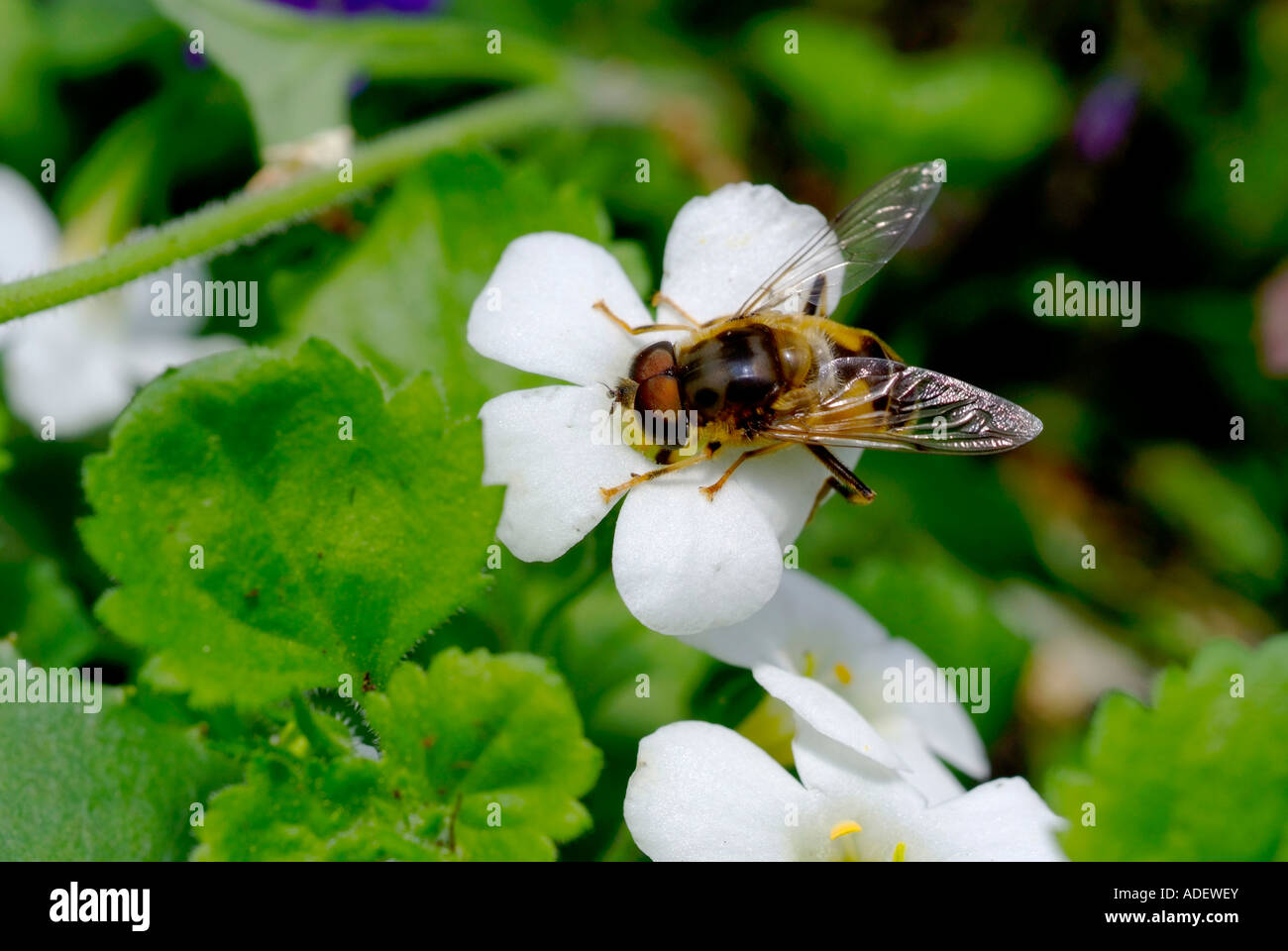 Un'ape raccoglie il polline di questo giardino inglese fiore nel sole estivo Foto Stock