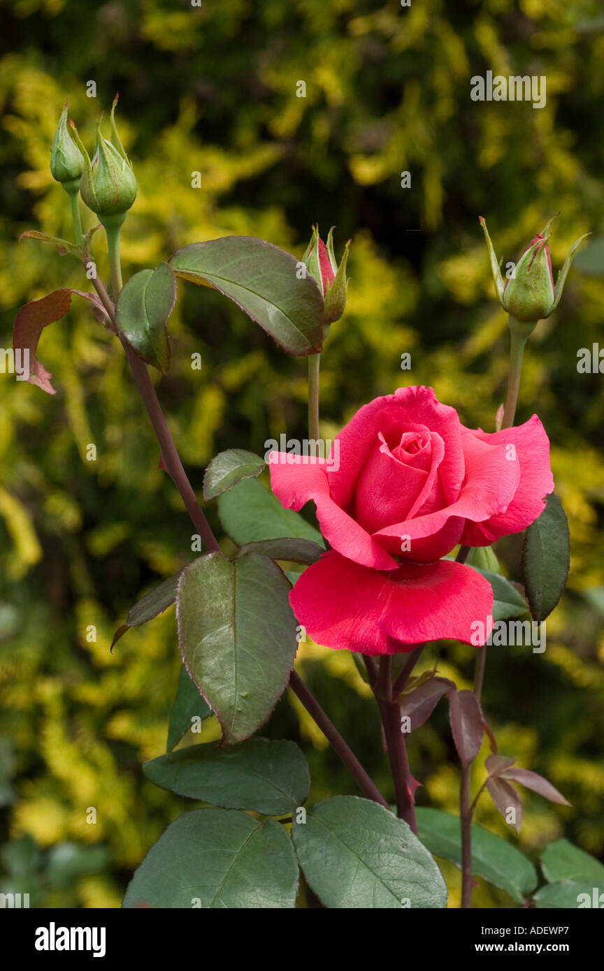 Fiore rosso di ibrido Rosa Tea Rosaceae Rosa thea hybrida Hanne Foto stock  - Alamy