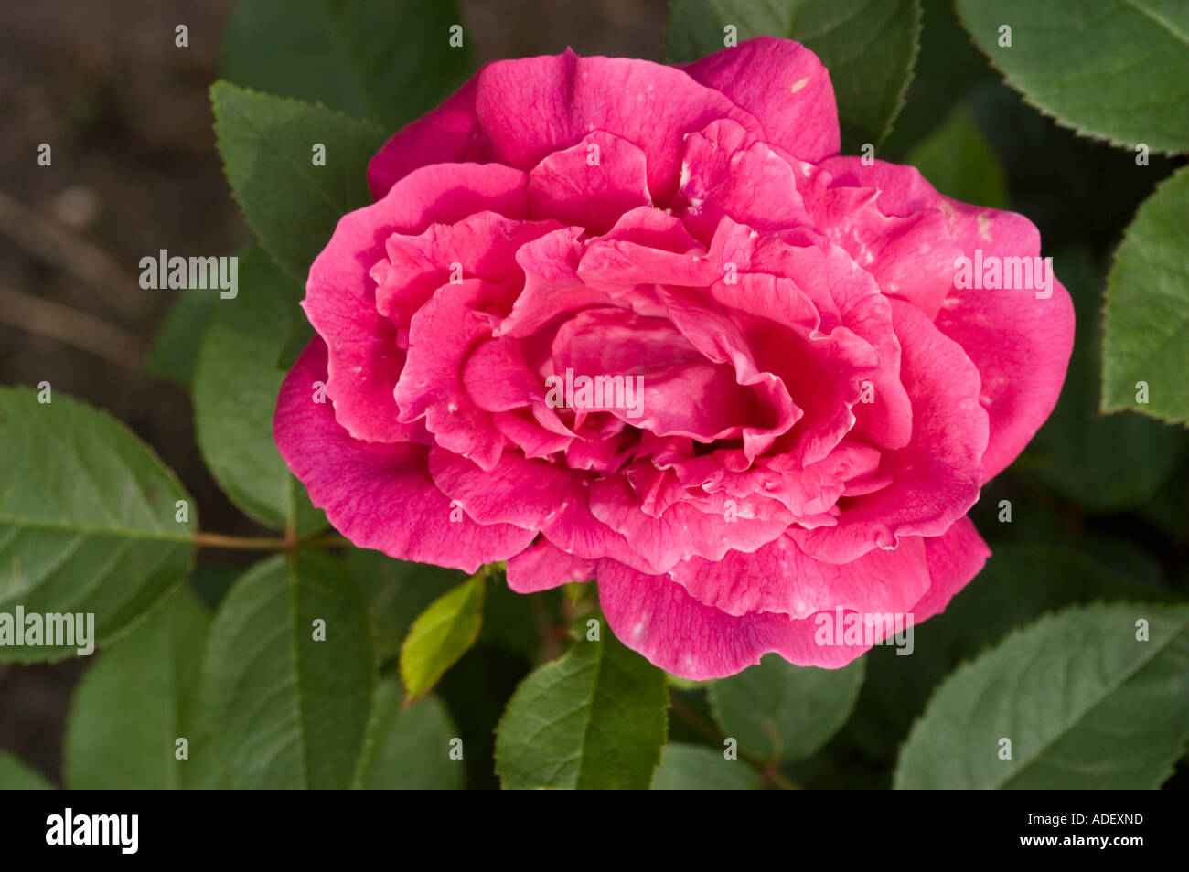 Fiore rosso di Rosa Rosaceae Rosa x bifera remontanty MME Victor Verdier Francia 1863 Foto Stock