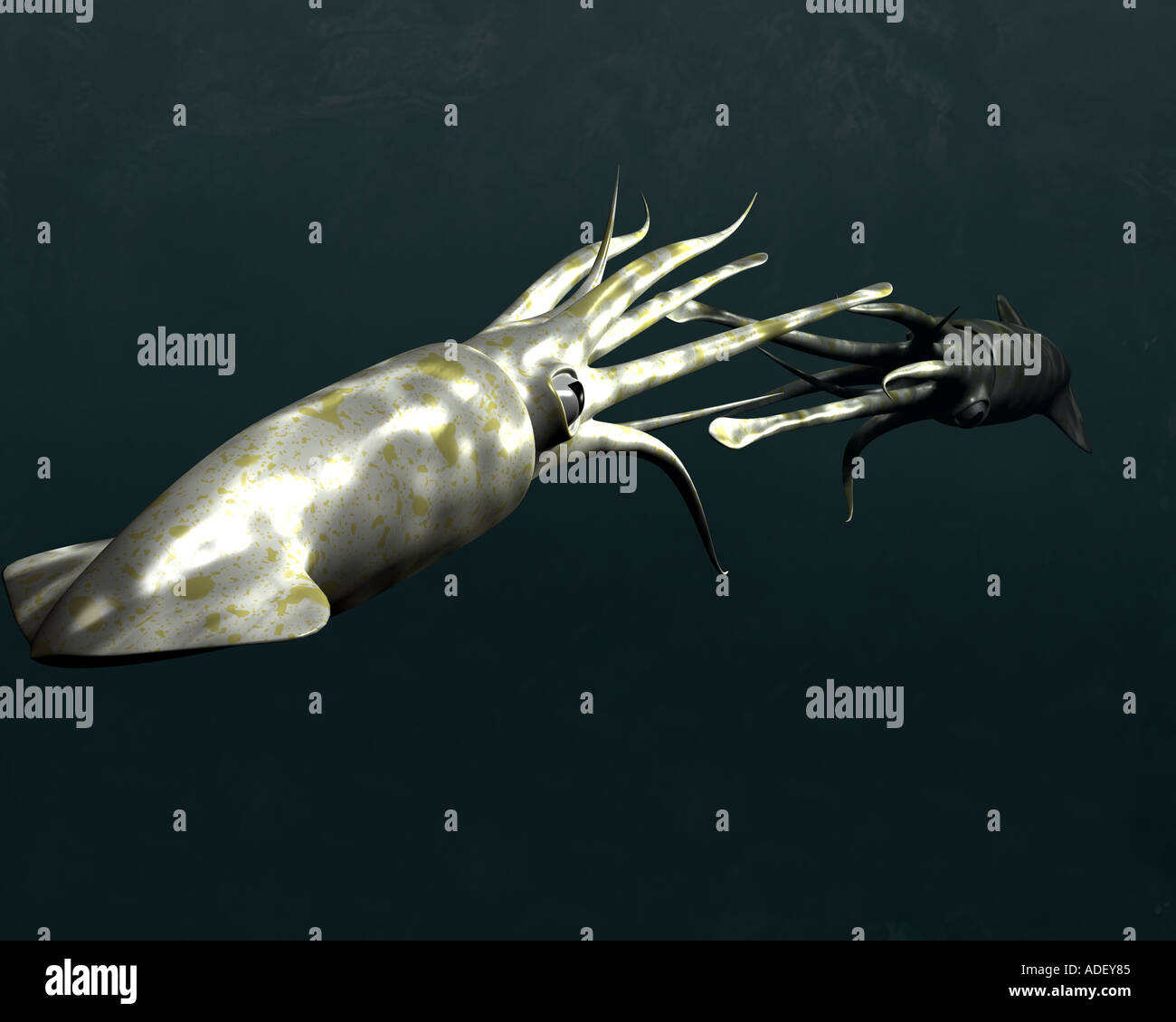 Calamaro gigante coniugata o combattendo alcun esempio di questo cefalopode è mai stato visto o fotografato vivo in modo questo è un computer che ho Foto Stock