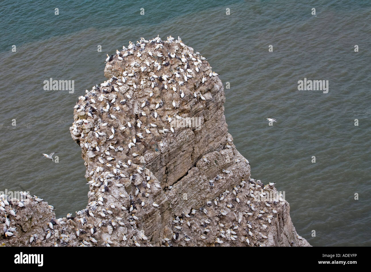 Una colonia di allevamento sule su una grande roccia a Bempton Cliffs Yorkshire Foto Stock