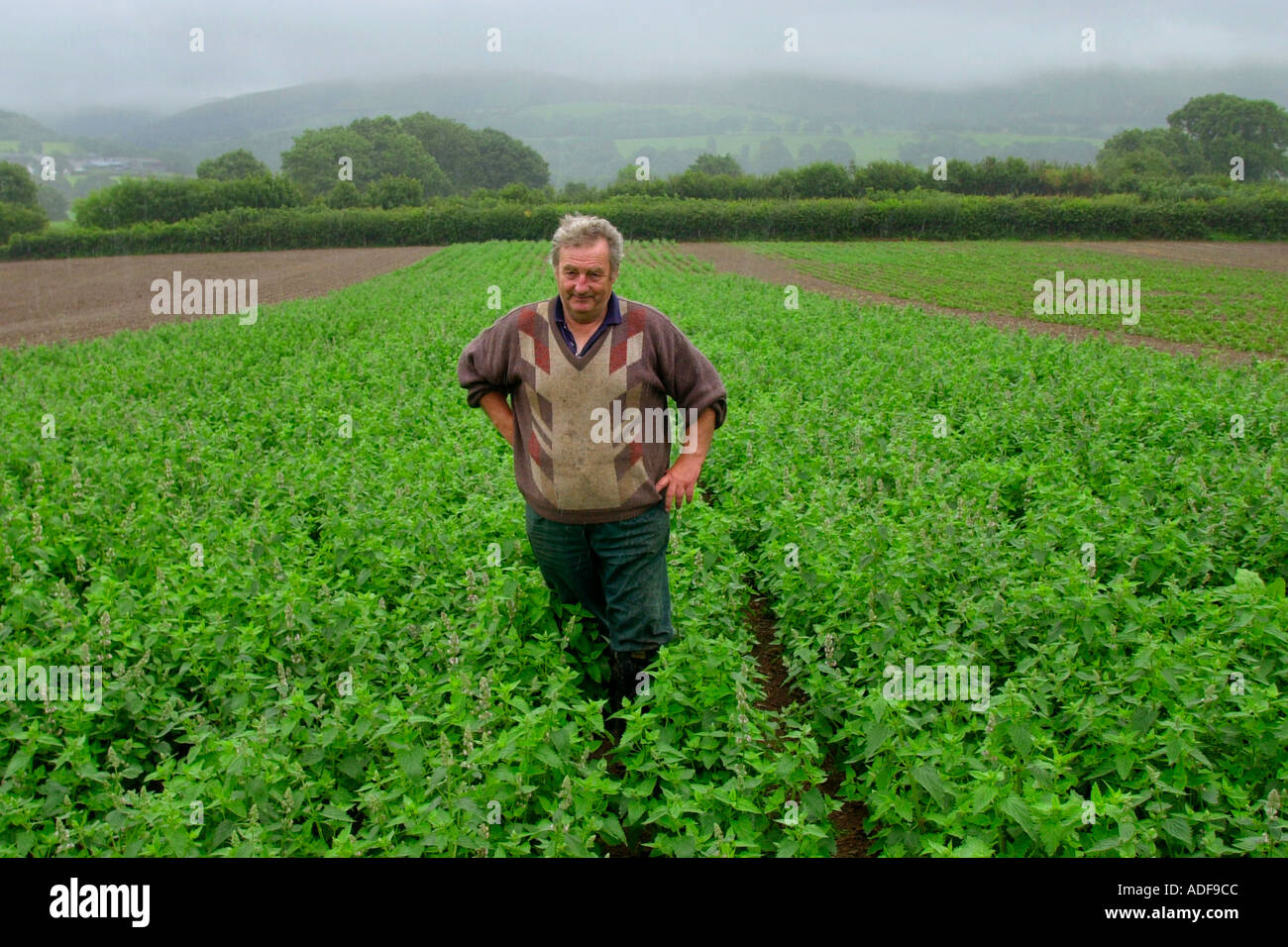 Cat interstizio essendo cresciuto da una cooperativa di agricoltori in tutto Myddfai Carmarthenshire per sostituire la produzione ovina POWYS REGNO UNITO Foto Stock