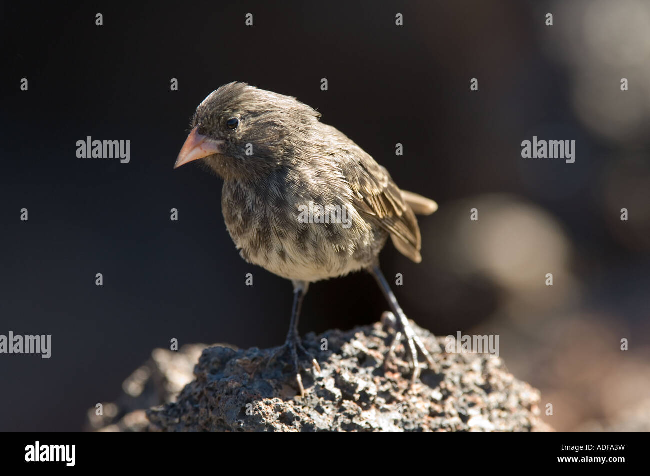 Piccola massa fatturati Finch (Geospiza fuliginosa) capretti femmina, appollaiato sulla roccia Darwin Bay Genovesa Galapagos Ecuador, Maggio 2007 Foto Stock