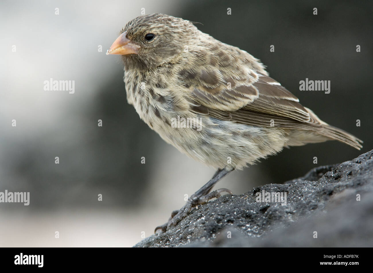 Piccola massa fatturati Finch (Geospiza fuliginosa) con sabbia sul suo becco, Baia Gardner (Bahia) Espanola (il cofano) Isola Galapagos CE Foto Stock