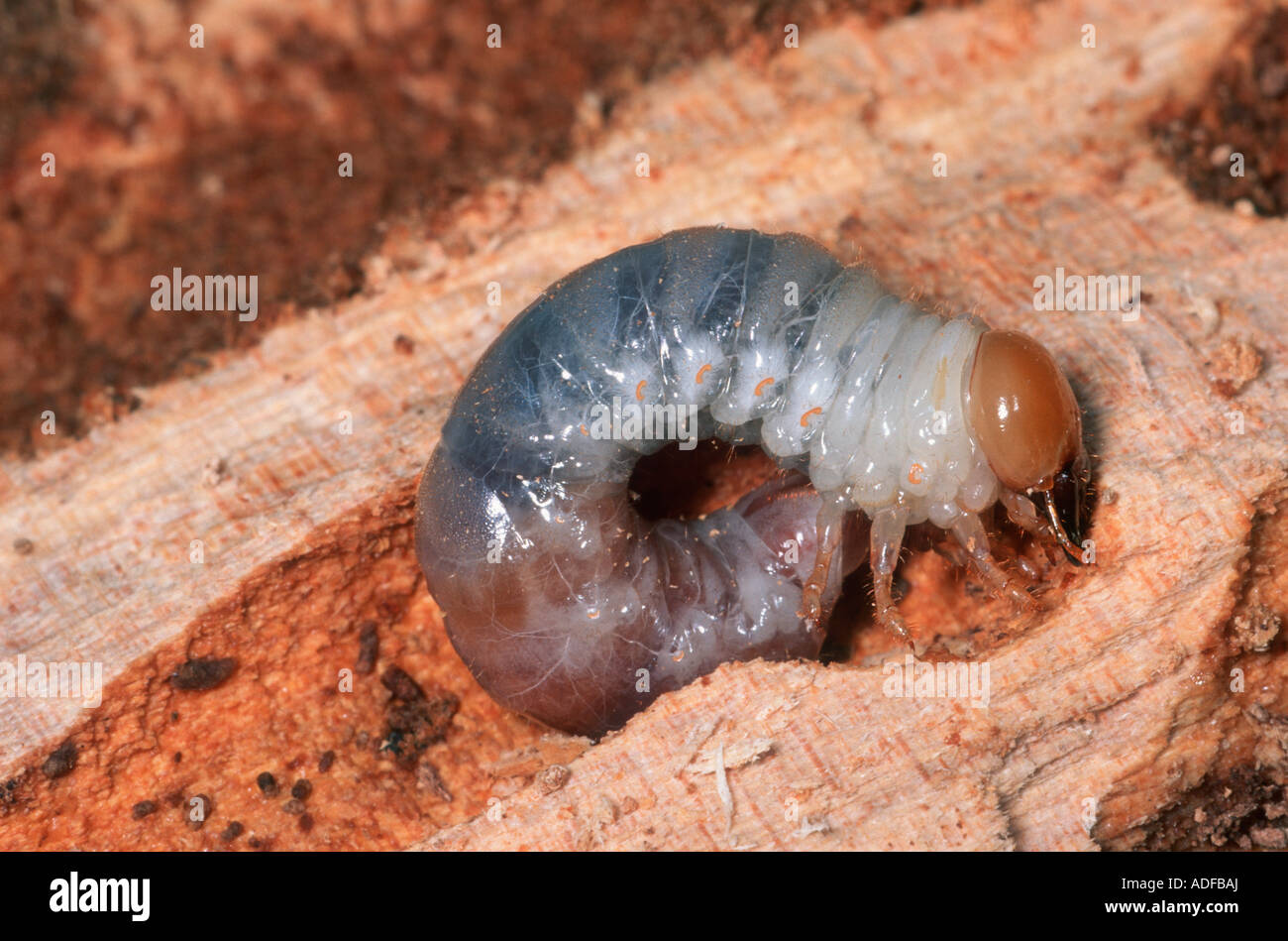 Beetle, Famiglia Scarabaeidae. Larva sul legname Putrescente Foto Stock