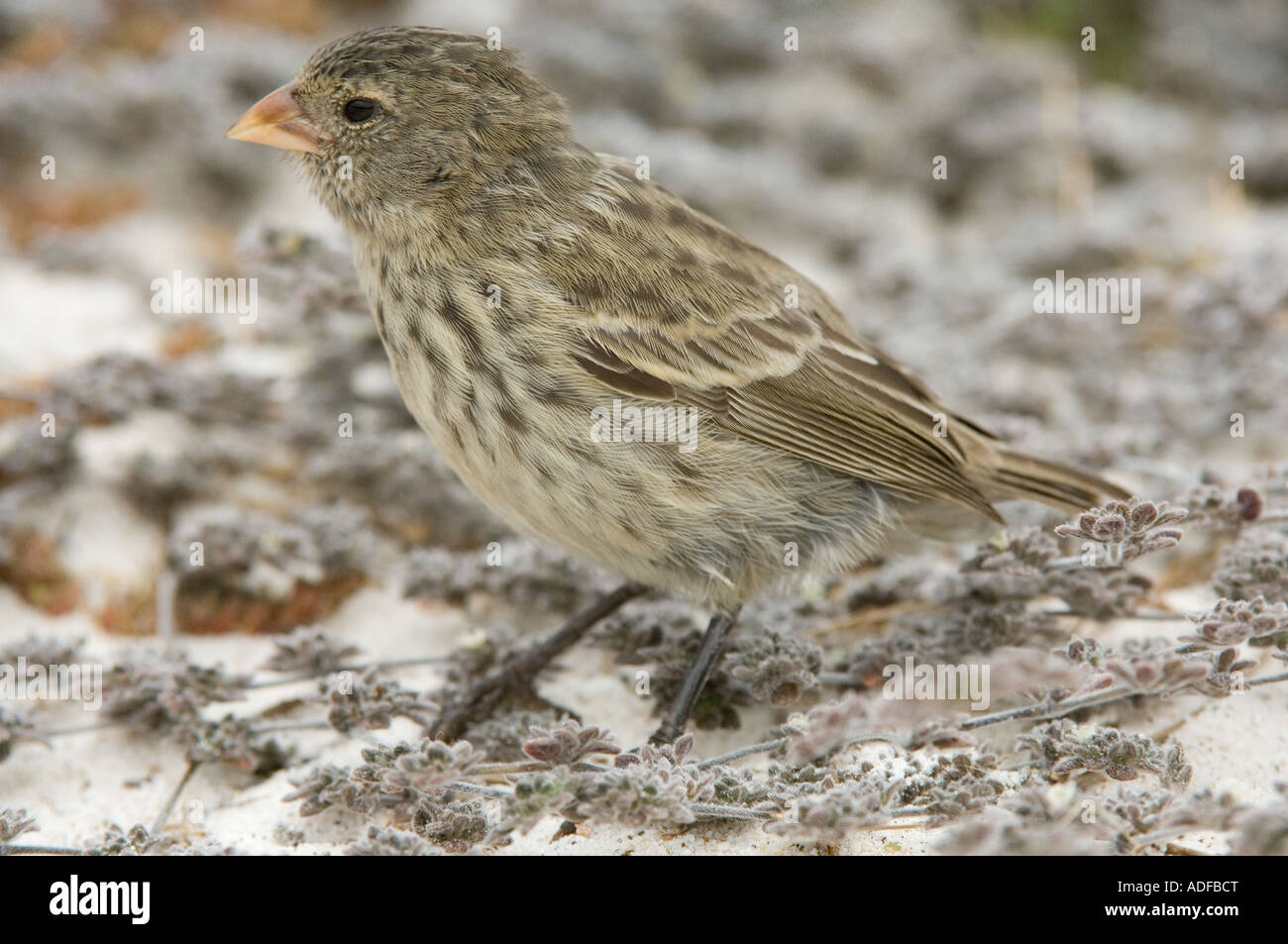 Piccola massa fatturati Finch (Geospiza fuliginosa) Baia Gardner (Bahia) Espanola Cappa isola Galapagos Ecuador Foto Stock