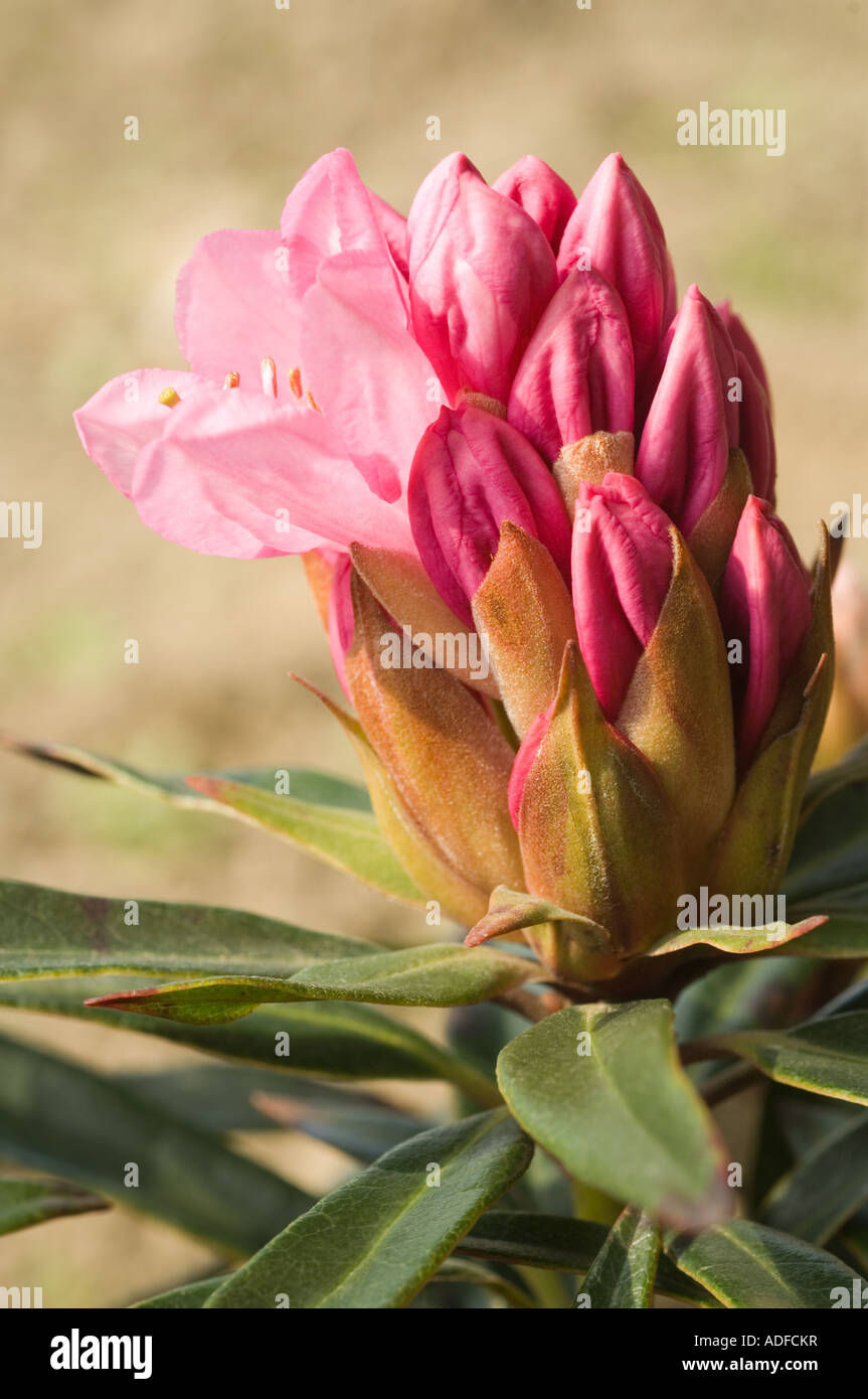 Rhododendron ponticum "Graziella' Fiore e boccioli di close-up West Yorkshire Garden Regno Unito, Europa, aprile Foto Stock