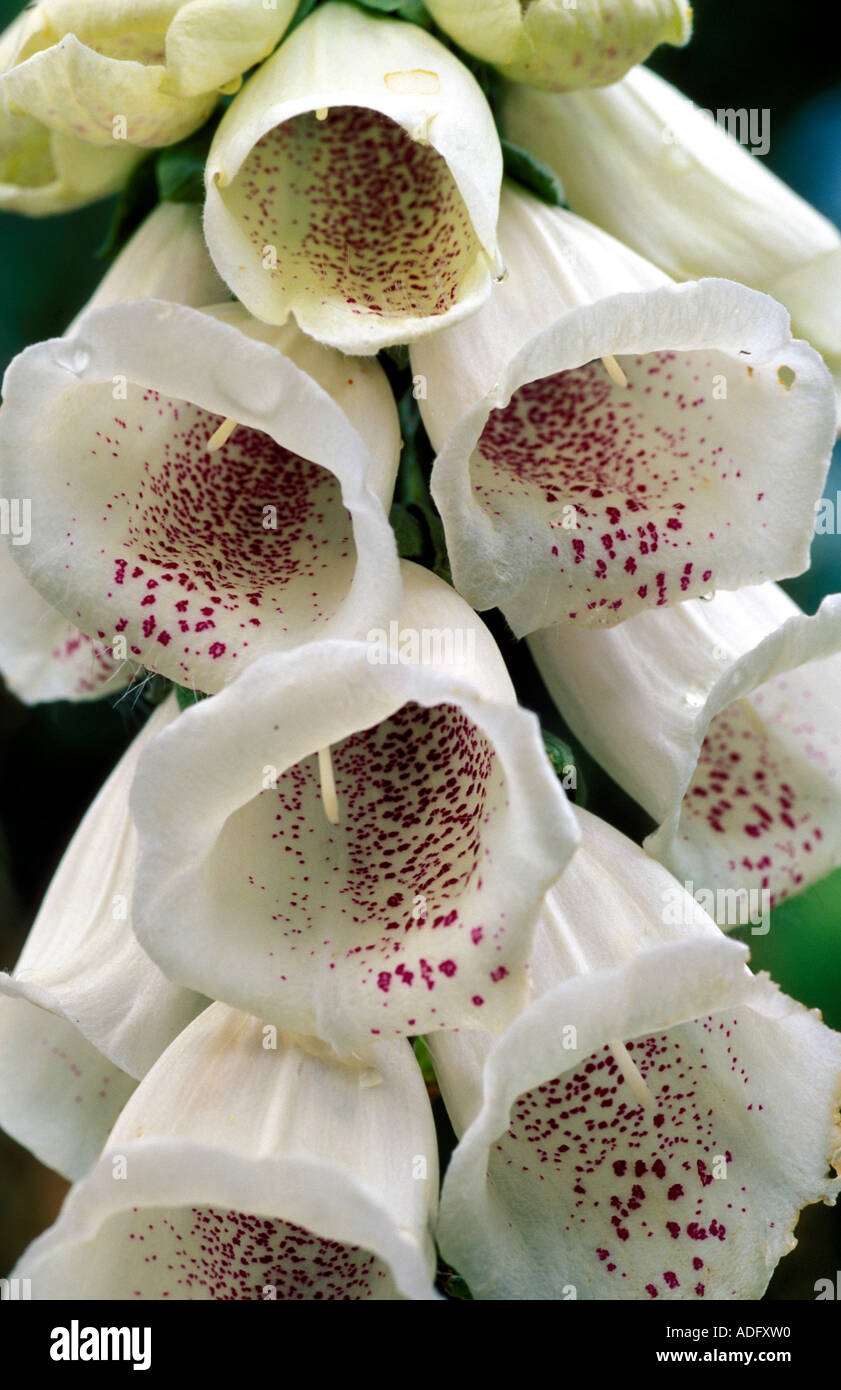 Digitalis purpurea Excelsior viola Foxglove Italia Foto Stock