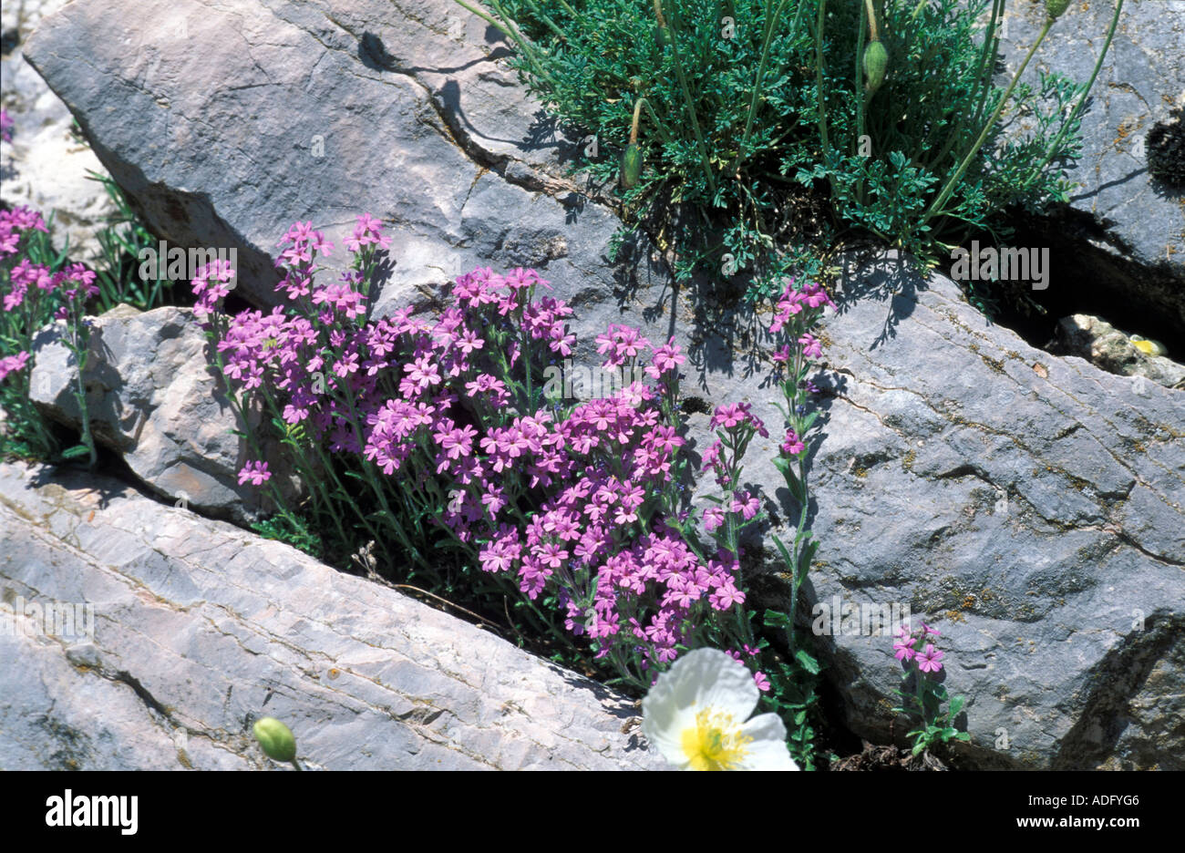 Erinus Alpinus Fata Foxglove Erino Italia Foto Stock