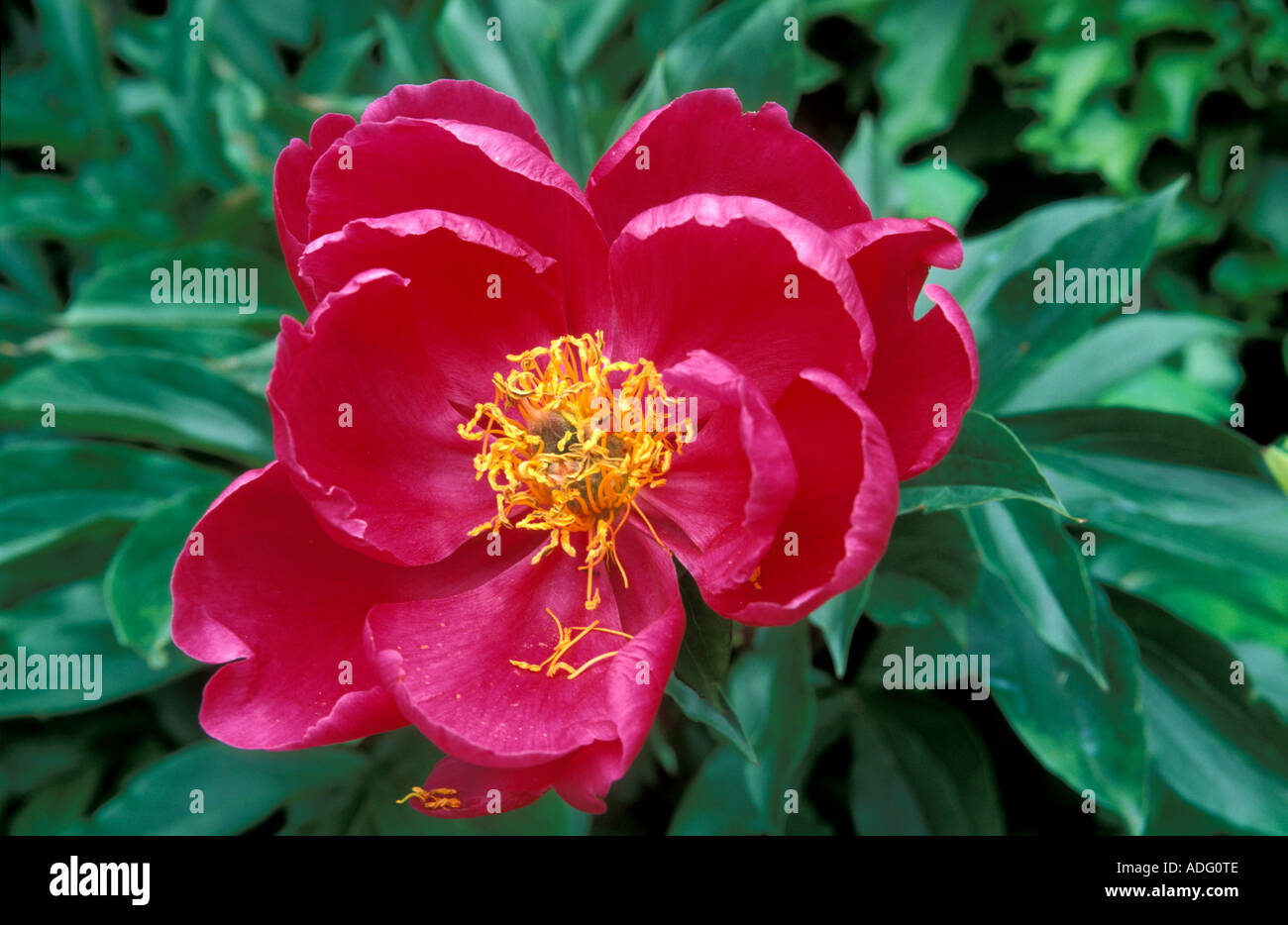 Paeonia Karl Rosenfield Peonia Italia Foto Stock