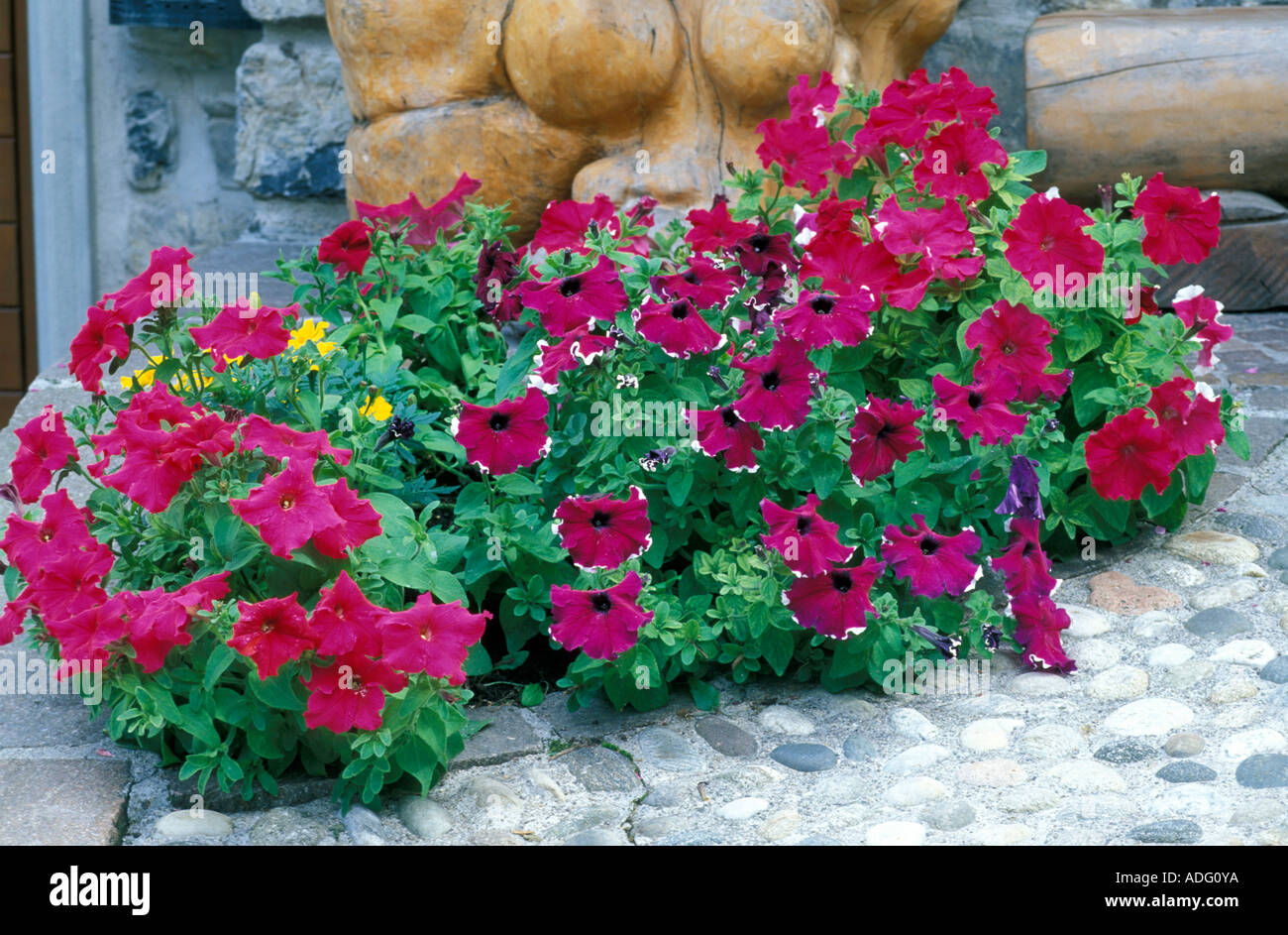 Petunia Petunia re Italia Foto Stock