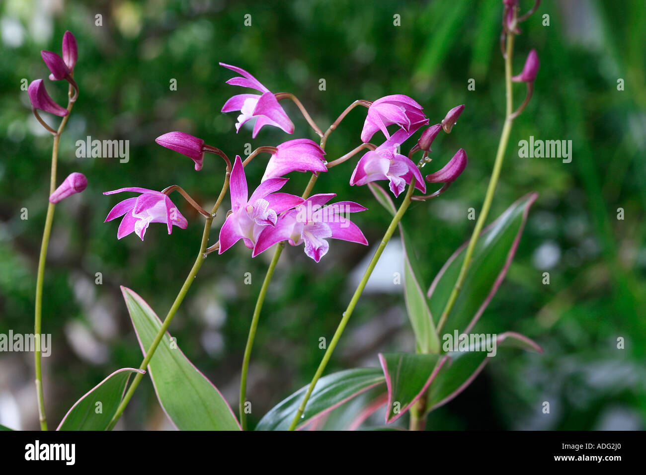 Dendrobium kingianum orchid Foto Stock