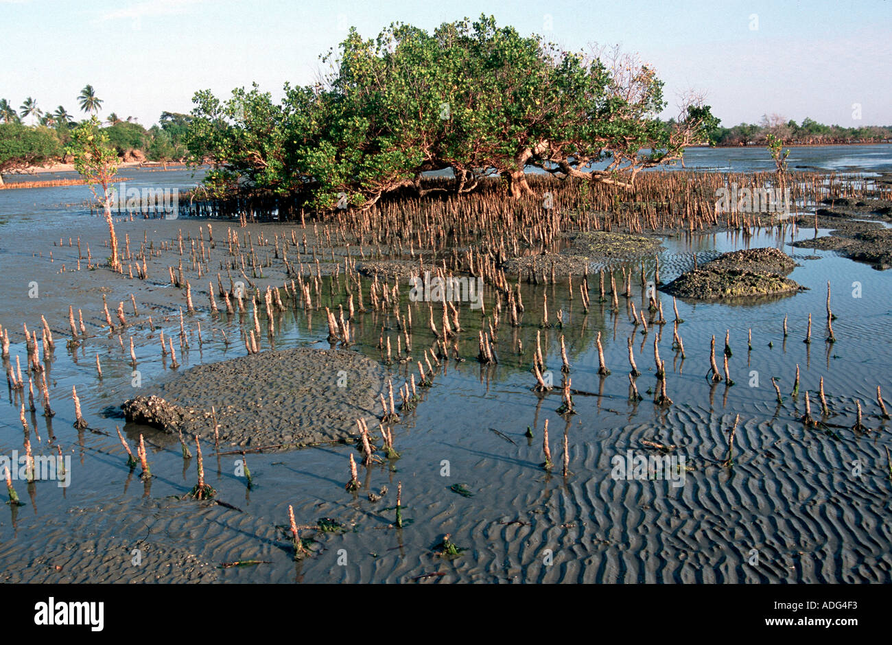 Mangrovie che mostra le radici aeree o pneumatofori vicino a tanga in Tanzania Foto Stock