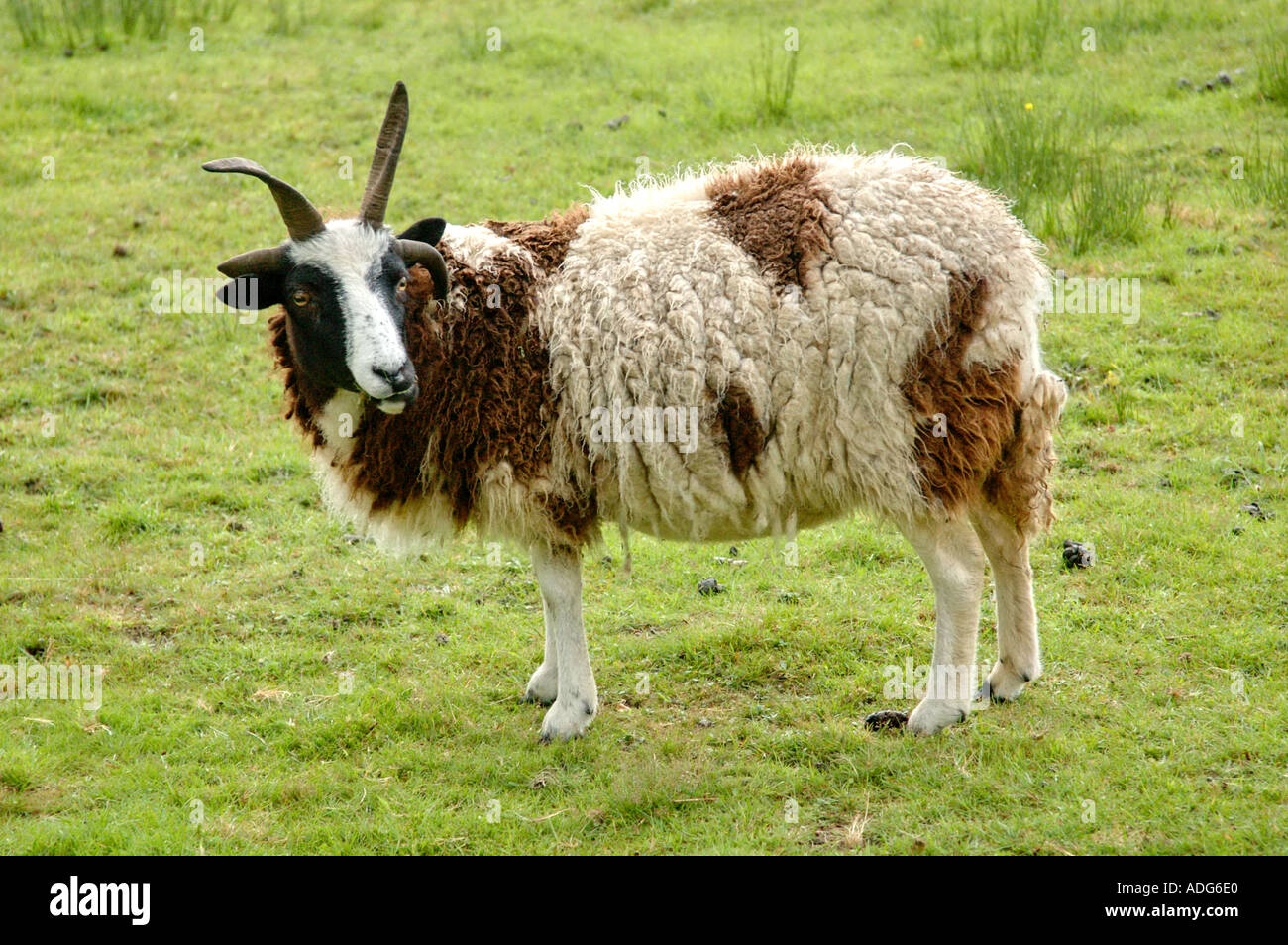 Razze di capre immagini e fotografie stock ad alta risoluzione - Alamy