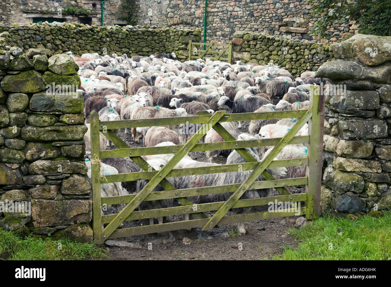Herdwick pecore nel cortile Parco Nazionale del Distretto dei Laghi Cumbria Inghilterra England Foto Stock