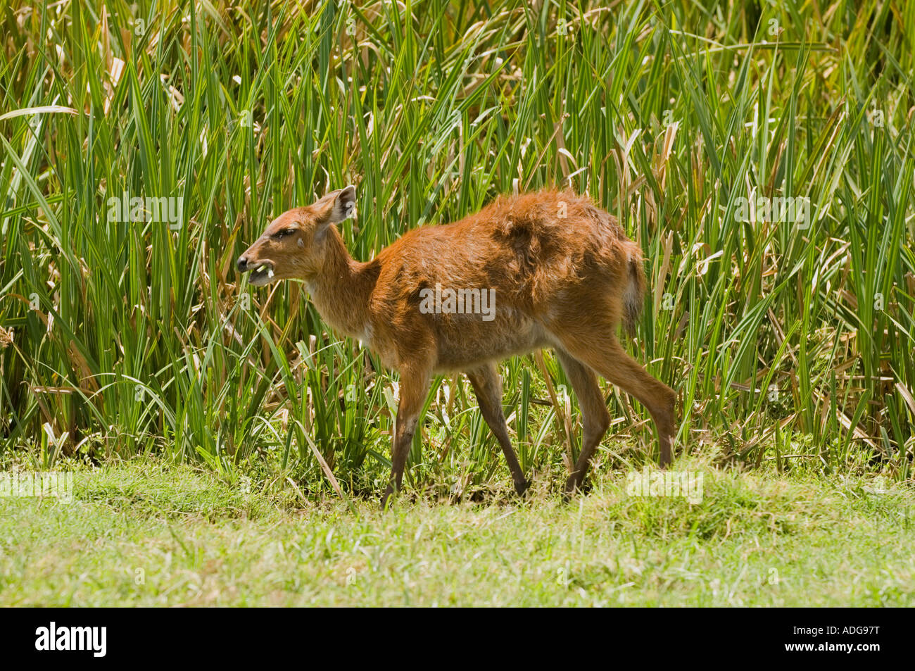 (Sitatunga Tragelaphus spekii) Foto Stock