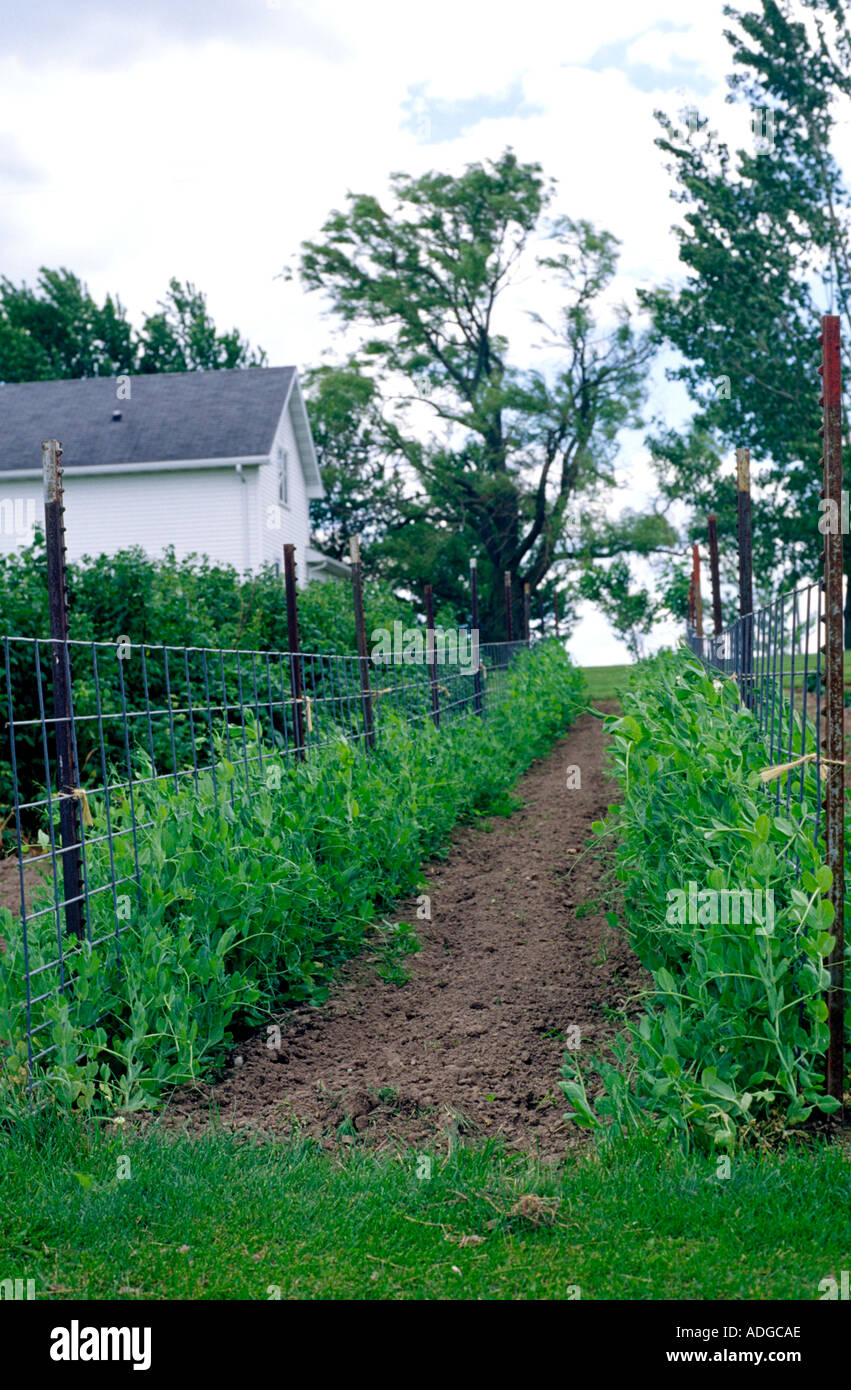 I piselli crescono nel giardino Wisconsin USA Stati Uniti d'America Foto Stock