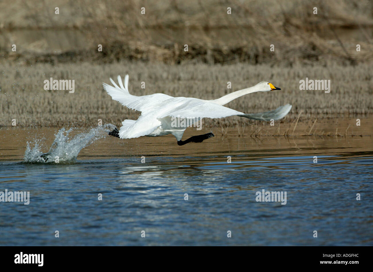 Un Whooper Swan, Cygnus cygnus, tenendo fuori da un campo inondato vicino al lago Vansjø in Østfold, Norvegia. Foto Stock