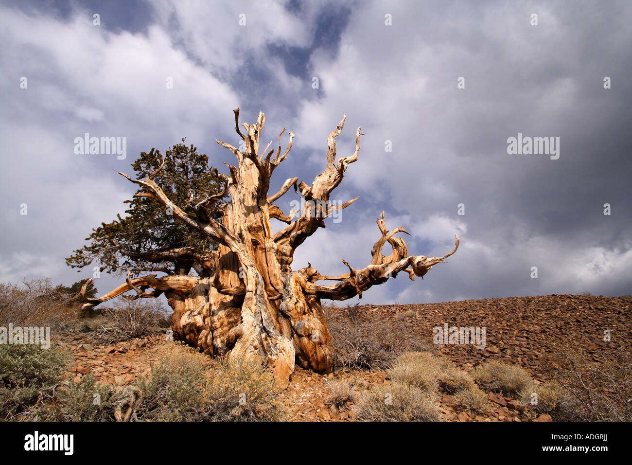 Bristlecone Pine Tree, Sierra Nevada, in California Foto Stock