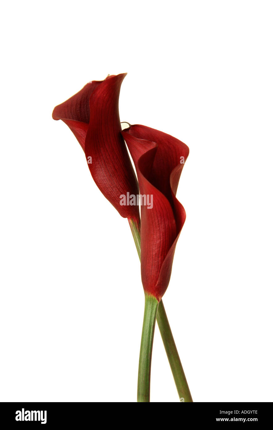 Due Calla Lilies rossi isolati Foto Stock