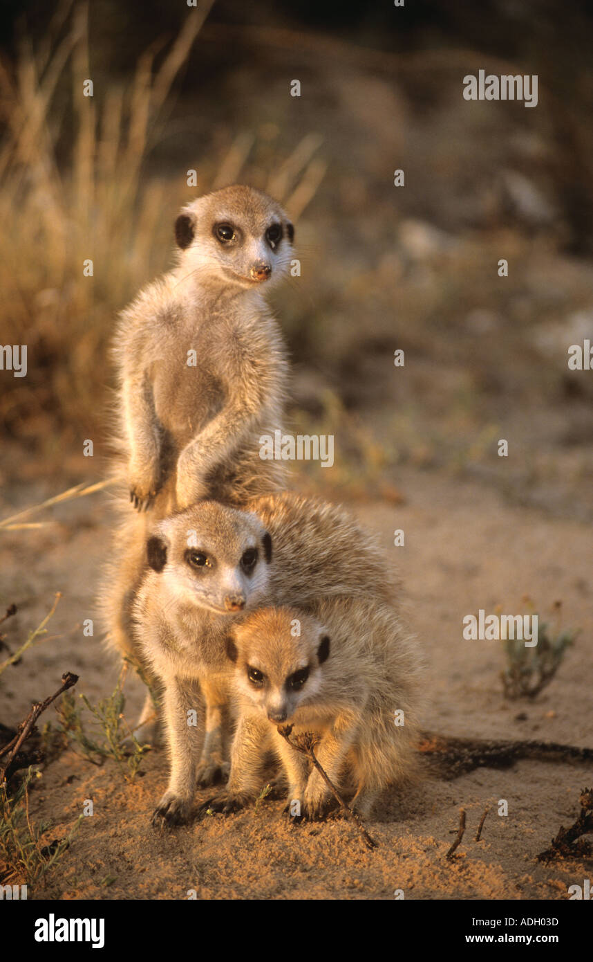 Due sub-per adulti e una per bambini (meerkat Suricata suricatta) insieme al burrow, Northern Cape, Sud Africa Foto Stock