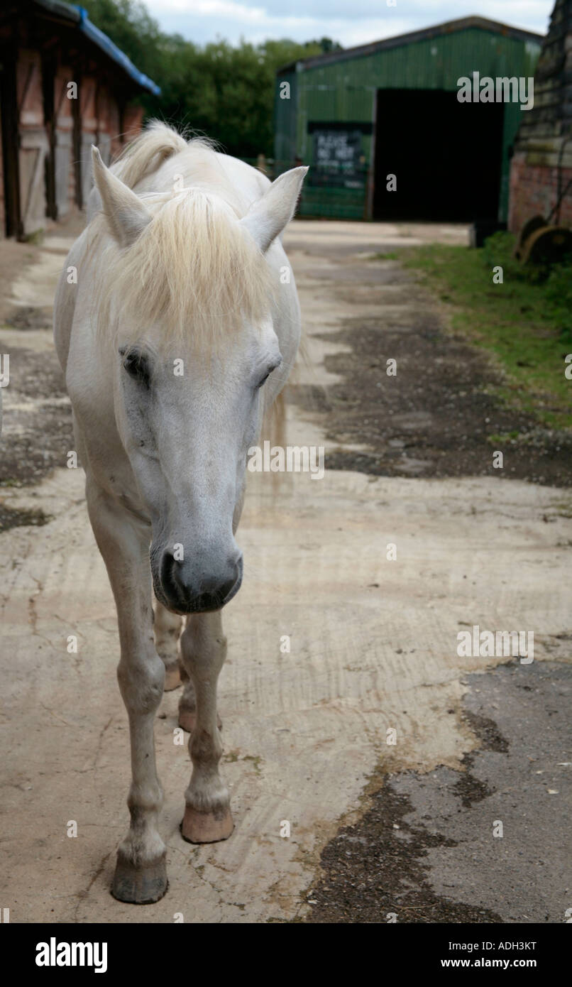 Un simpatico pony bianco curioso (Equus ferus caballus) in stabile cortile, Surrey, Regno Unito Foto Stock