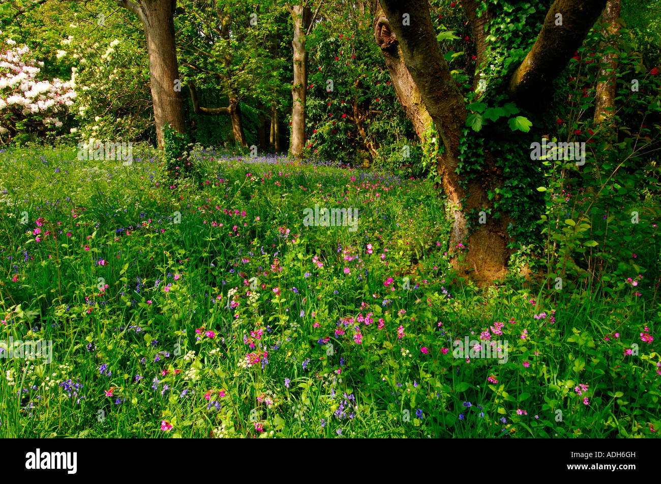 Tappeto di bluebells e Rosa Campion in un boscoso sottilmente ceduo Foto Stock