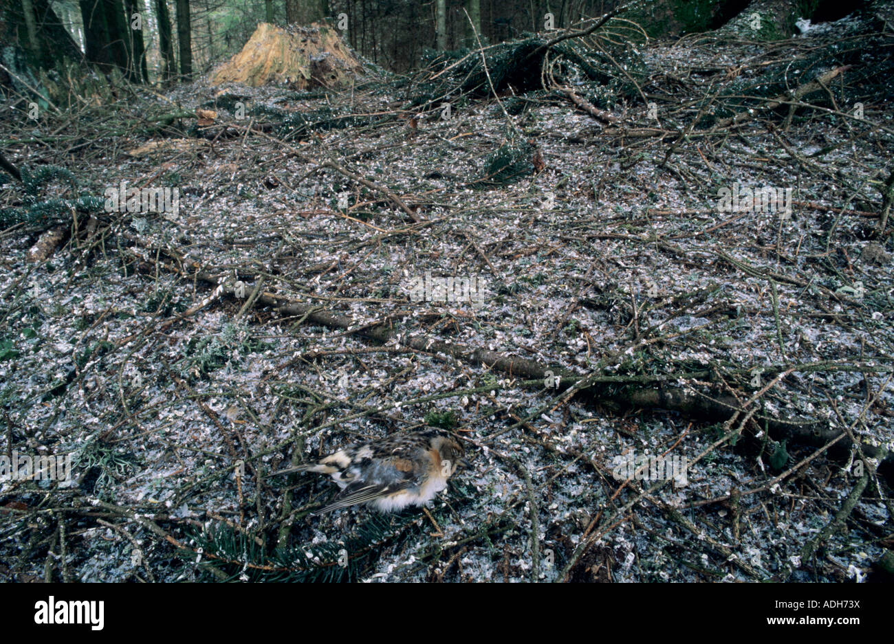 Brambling Fringilla montifringilla Femmina Morta sono ' appollaiati in luogo di 5 milioni di fringuelli Berna Svizzera Gennaio 1998 Foto Stock