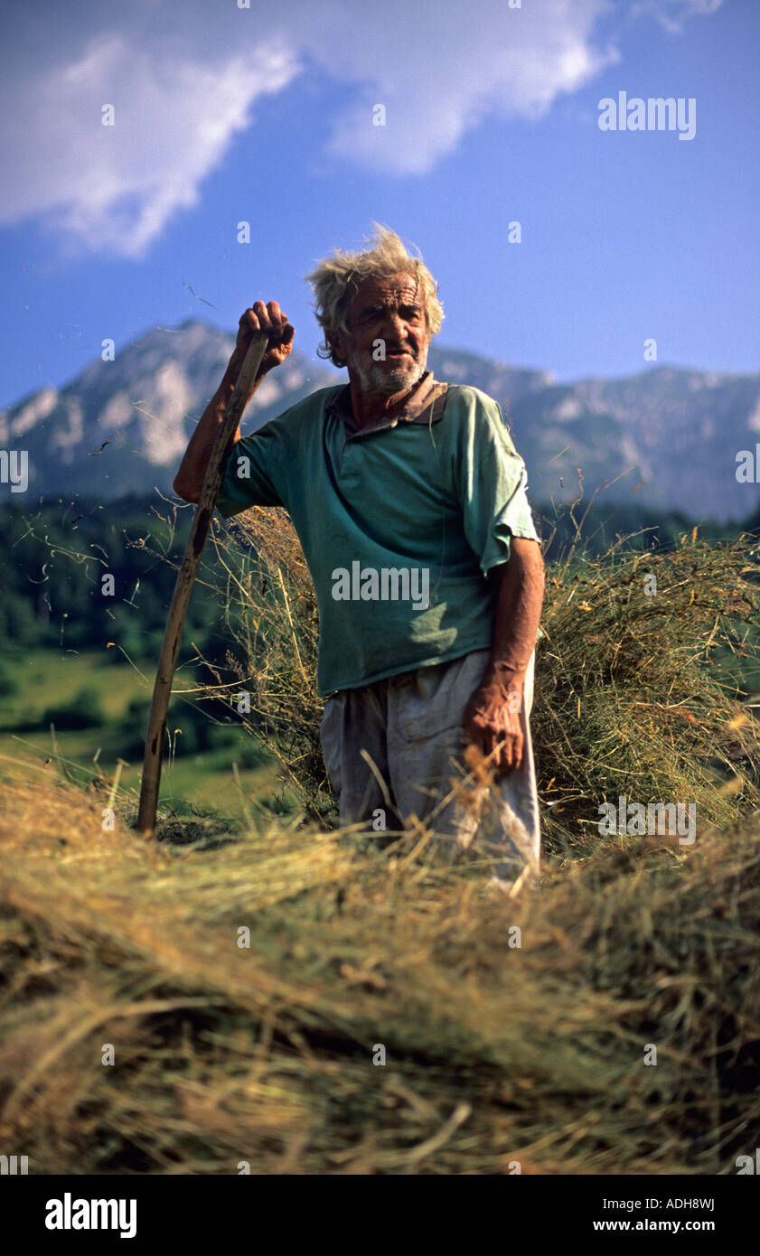 Un rumeno farmworker la raccolta del fieno in estate con strumenti tradizionali dei Carpazi della Romania Foto Stock