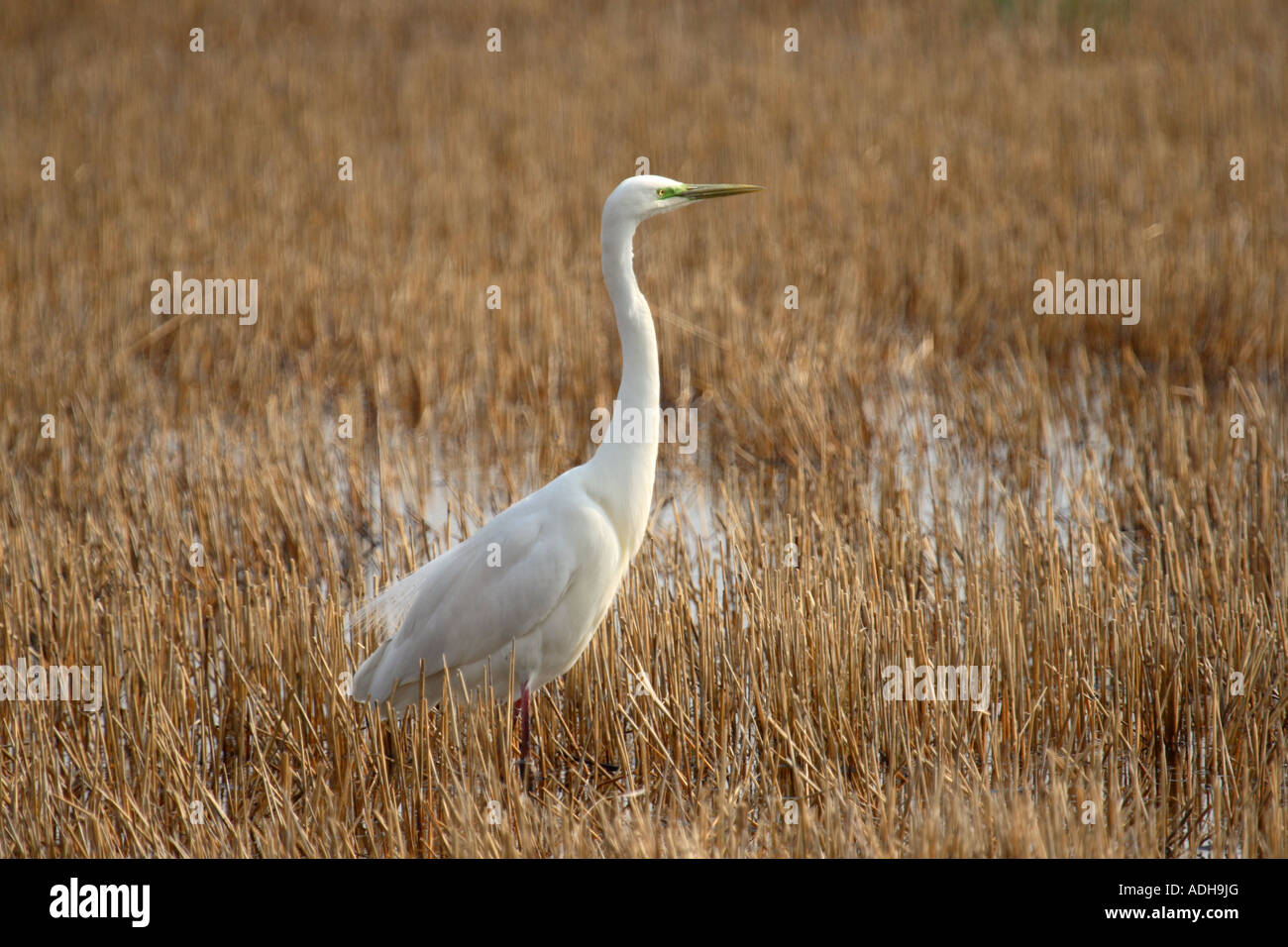 Un Airone bianco maggiore caccia in canneti vicino Neusiedler See sul confine austro-ungarico Foto Stock