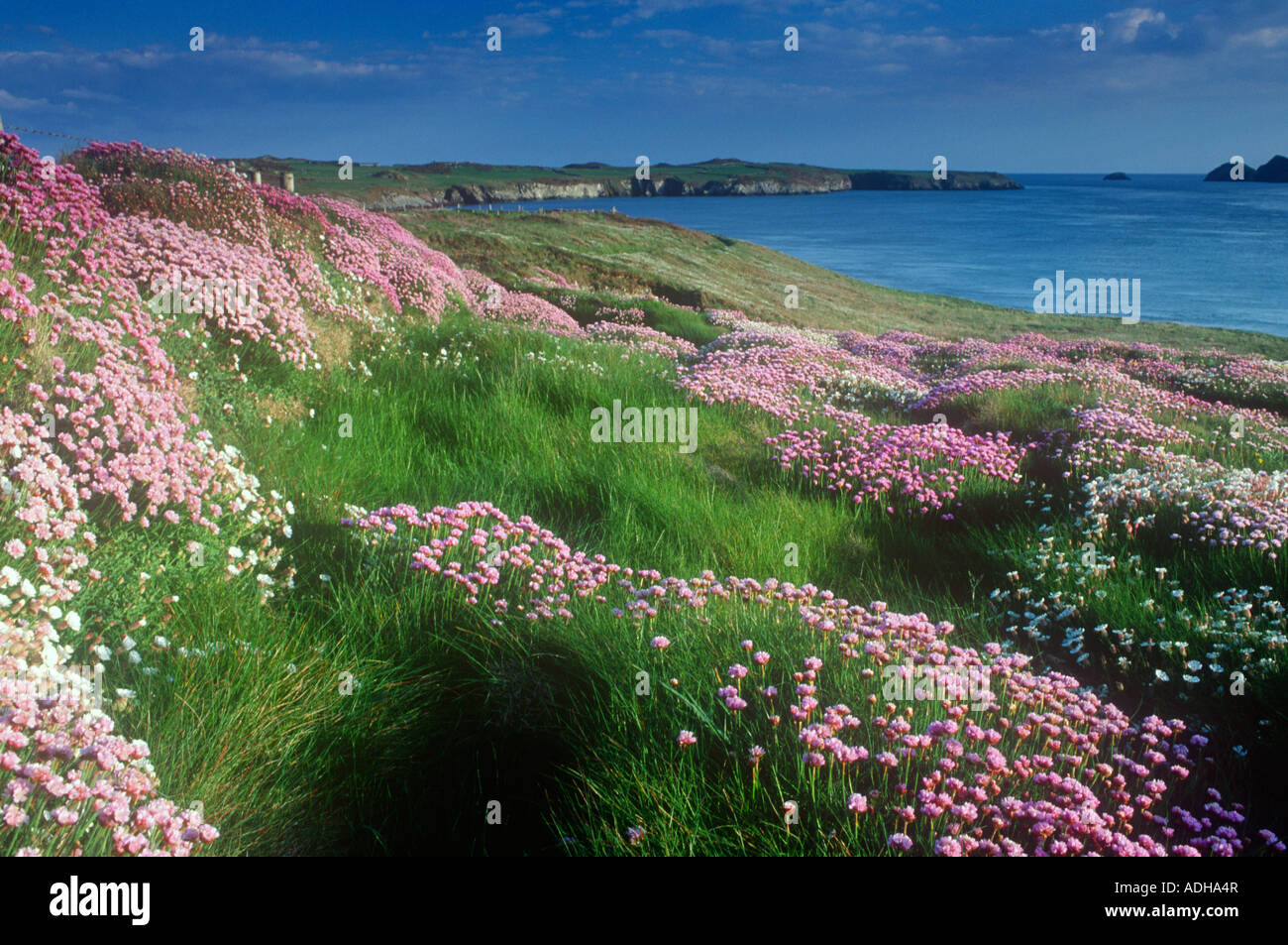 St Justinians Ramsey Sound Foto Stock