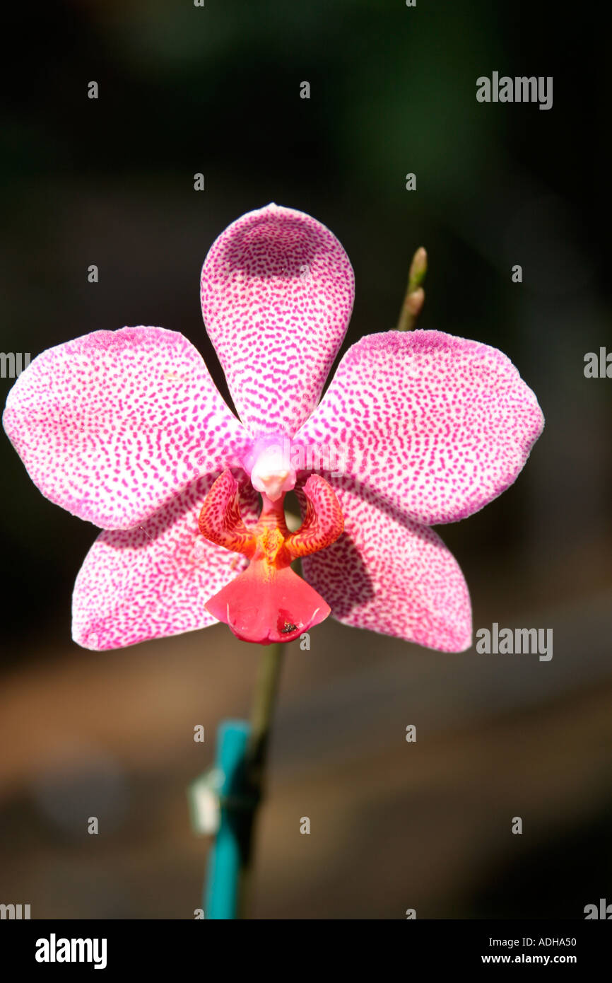 Hannover Herrenhaeuser garden Rain Forest park orchidee viola Foto Stock