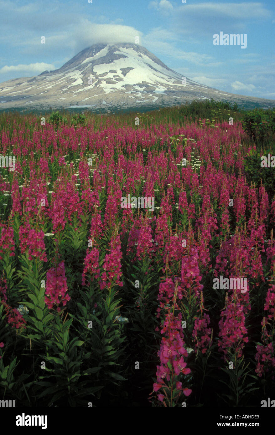 Agostino vulcano e pacifico fireweed anello di fuoco Cook Inlet Alaska Foto Stock