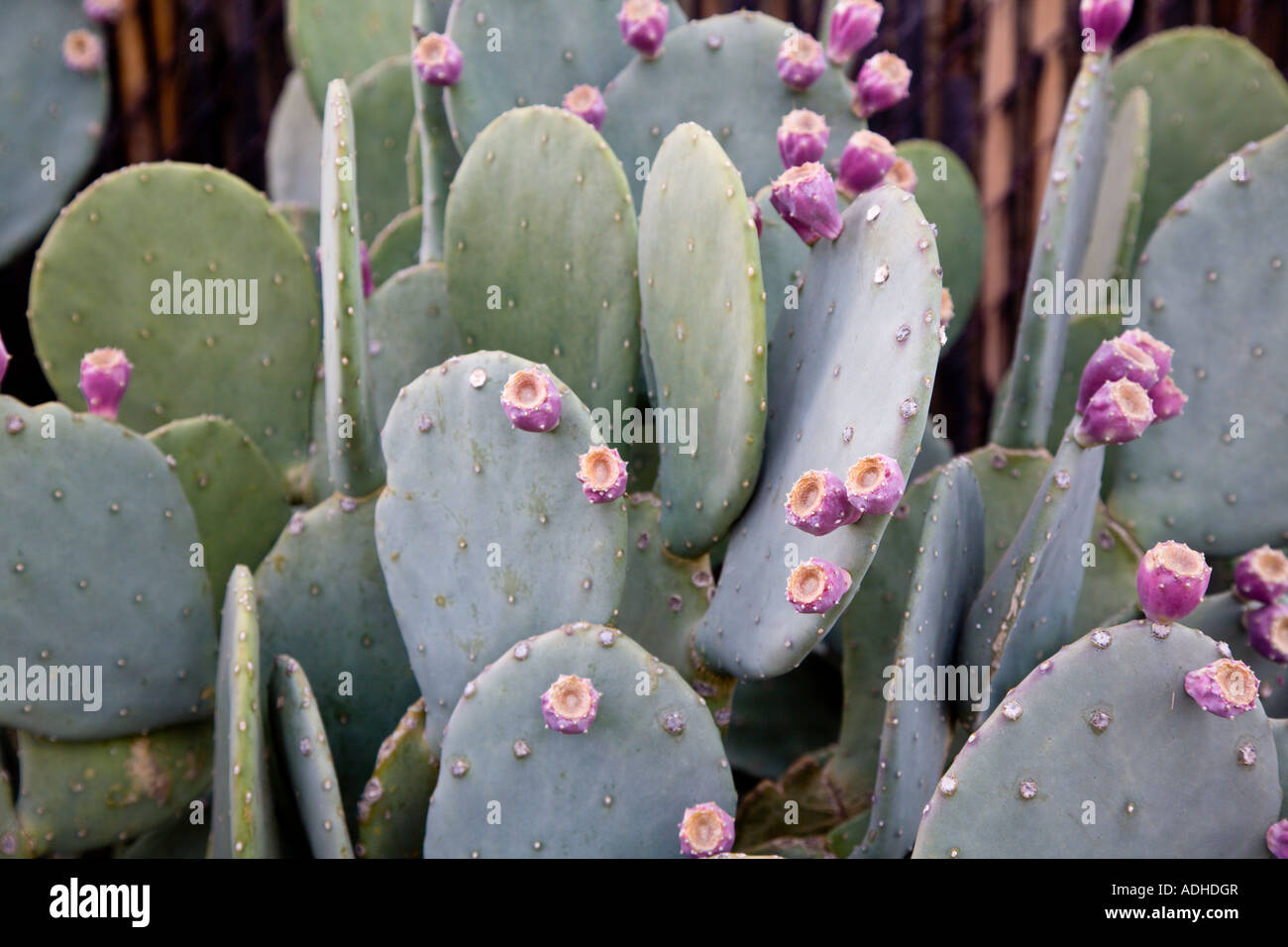 Viola boccioli di fiori su cactus in oggetto contrassegnato per la rimozione definitiva, Arizona, Stati Uniti d'America Foto Stock