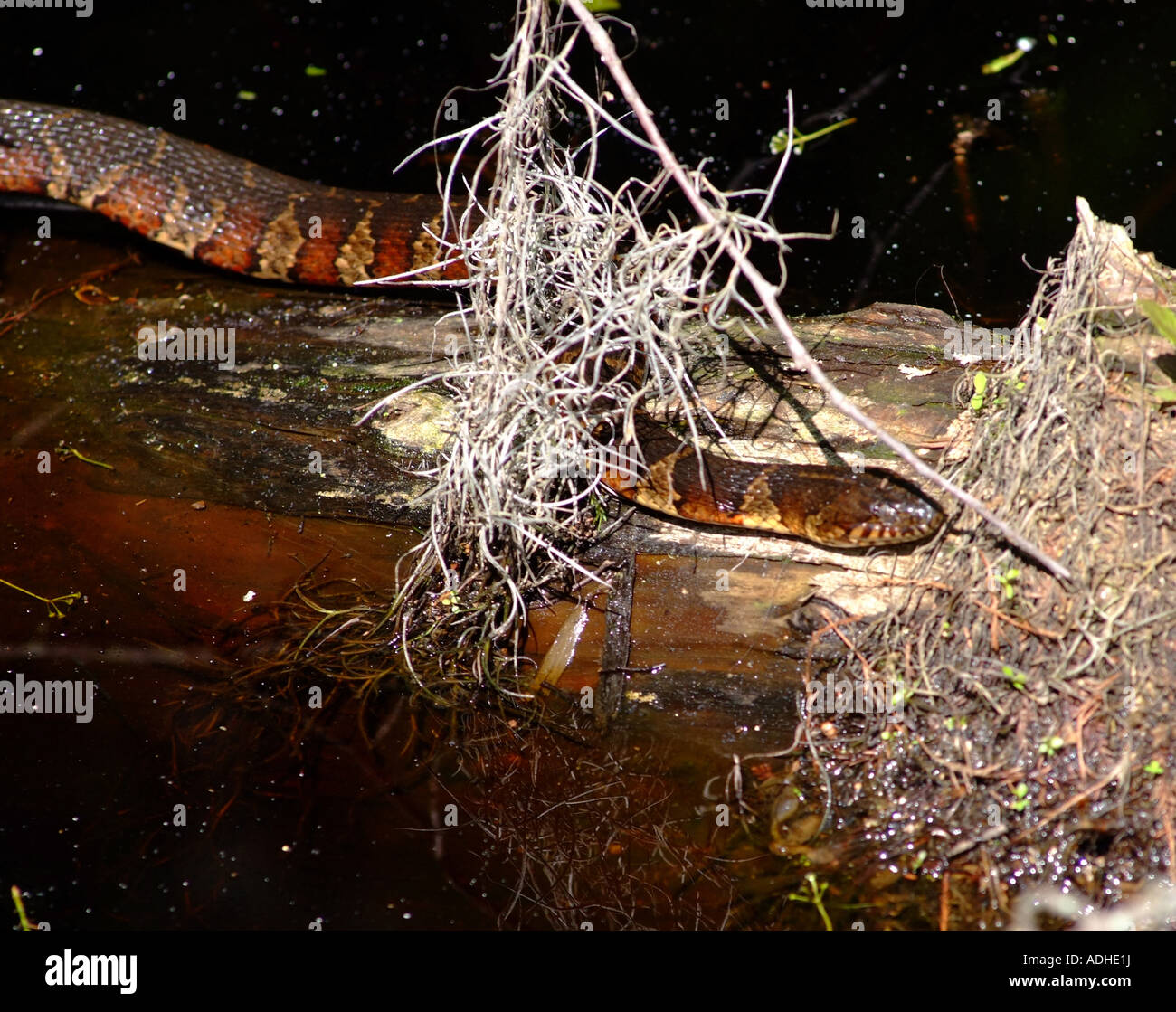 Acqua settentrionale Snake strisciando lungo il tronco di albero nella luce del sole al primo sbarco del Parco Statale di Virginia Beach Virginia STATI UNITI D'AMERICA Foto Stock