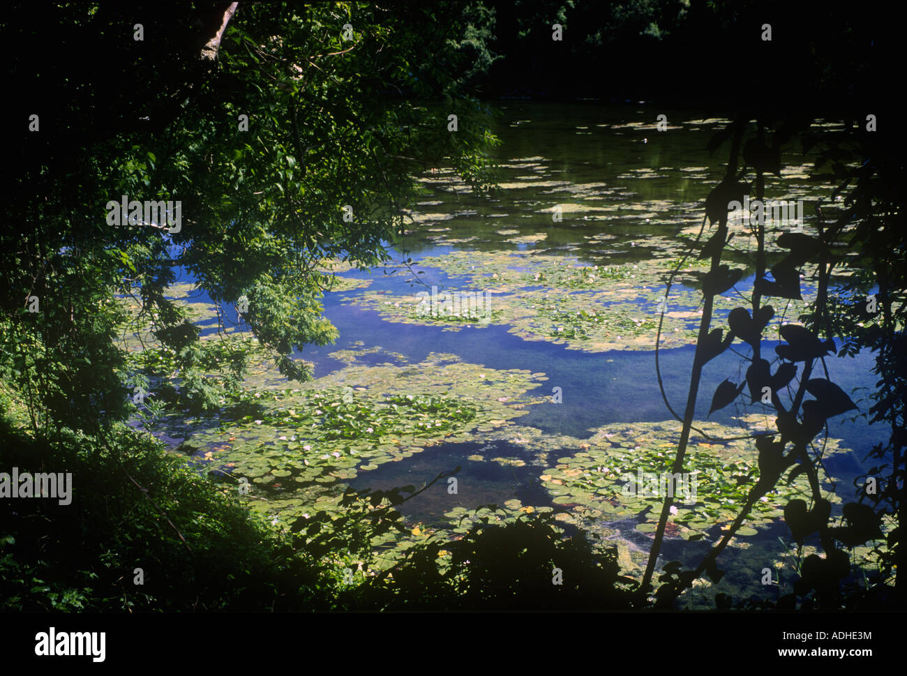 Bosherston stagni di fior di loto Pembrokeshire Dyfed West Wales UK Foto Stock
