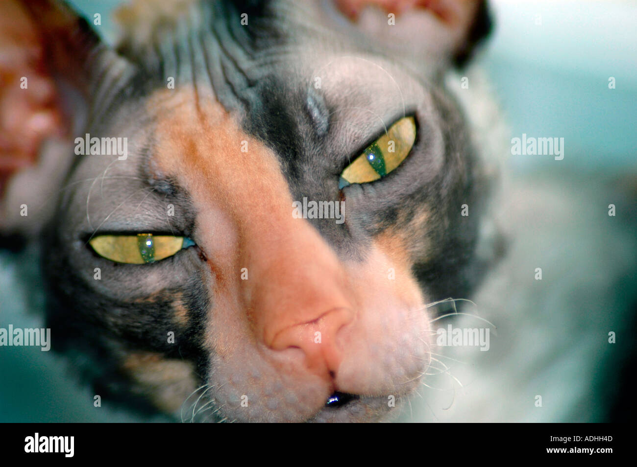 Gatto femmina calico Cornish Rex con oro verde di occhi di gatto Foto Stock