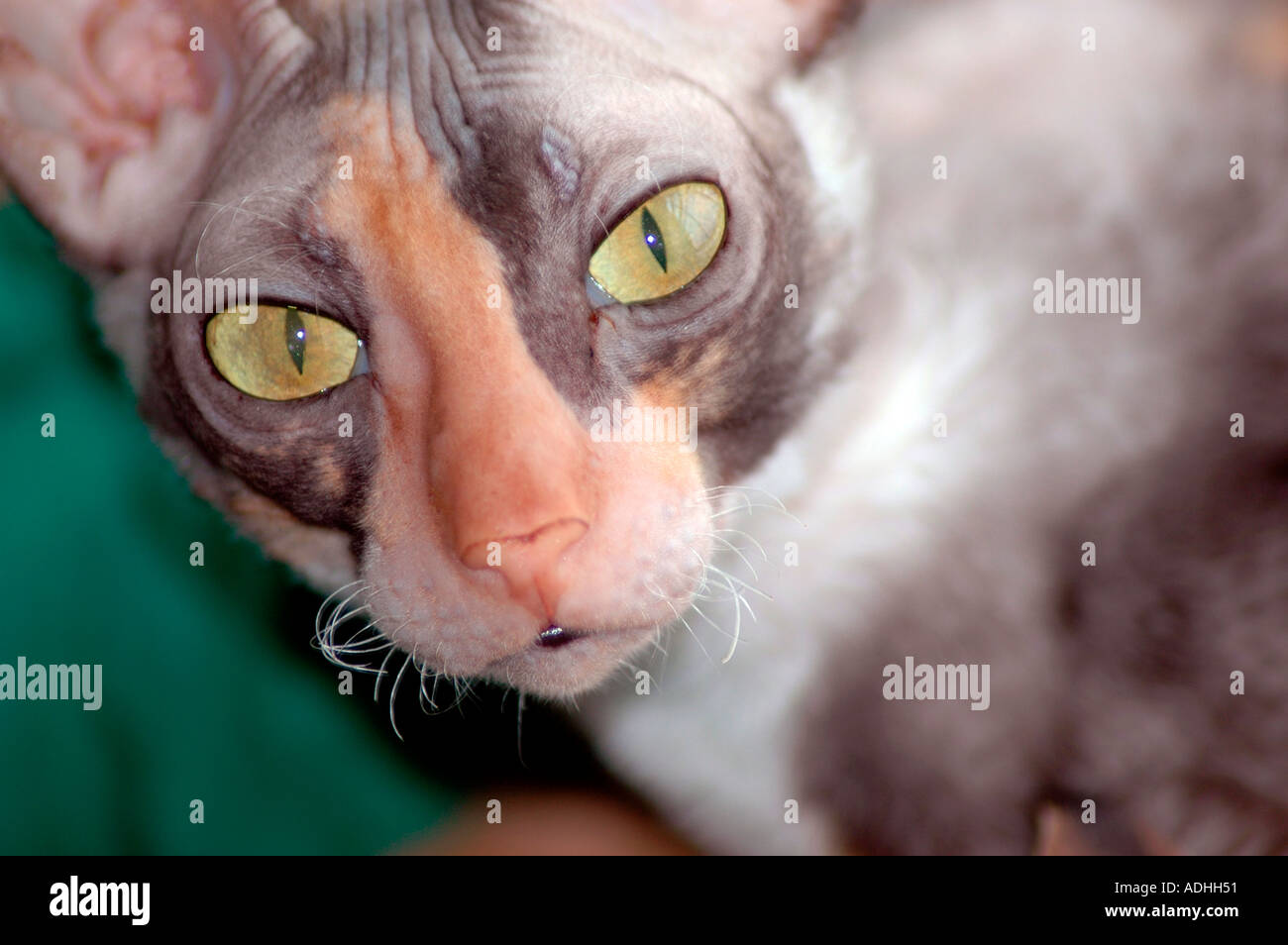 Femmina gatta calico Cornish Rex cat con oro occhi verdi Foto Stock