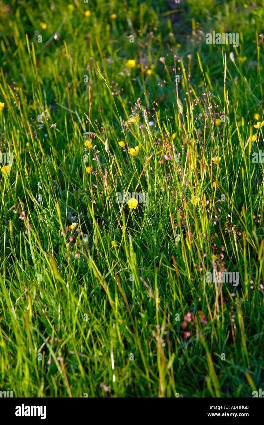 Wild Flowers, Chillerton Down, Isle of Wight, Inghilterra, Regno Unito, GB. Foto Stock
