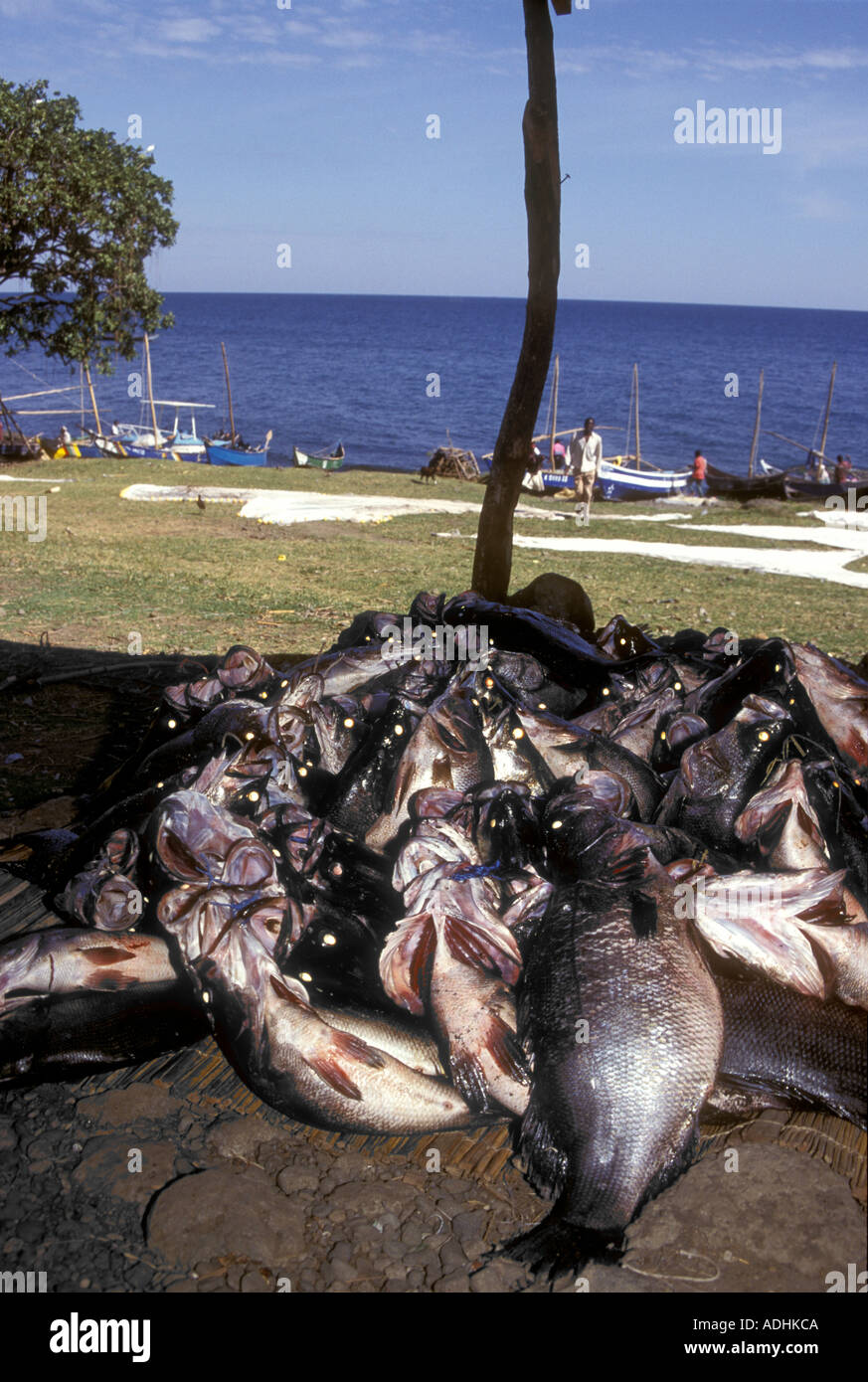 Il pesce appena pescato su Mfangano Island Lake Victoria Kenya Africa orientale Foto Stock
