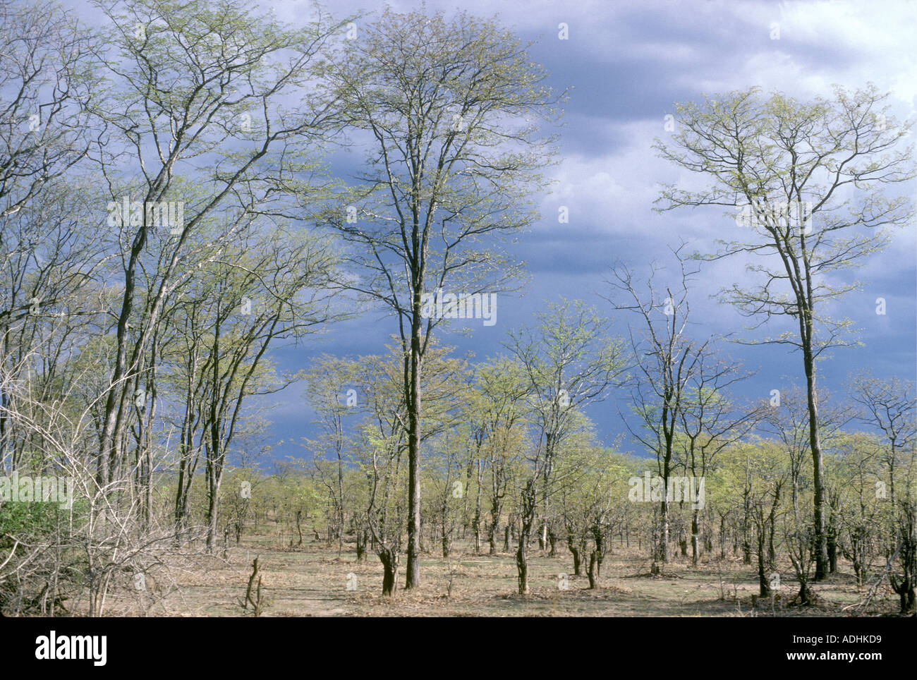 Una foresta di alberi di mopane con nuvole temporalesche South Luangwa National Park in Zambia Foto Stock