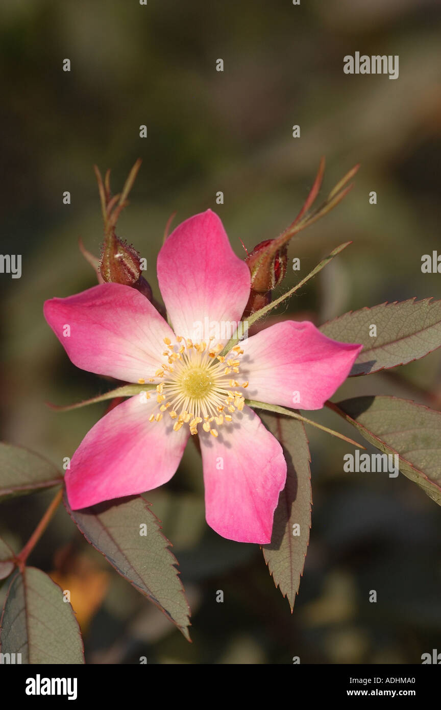 Rosa glauca con 5 petali di rosa Foto stock - Alamy