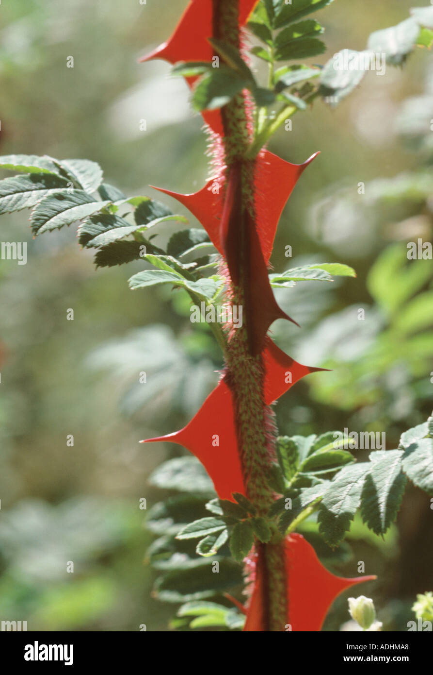 Wingthorn rose rosa omeiensis nuove spine Foto Stock