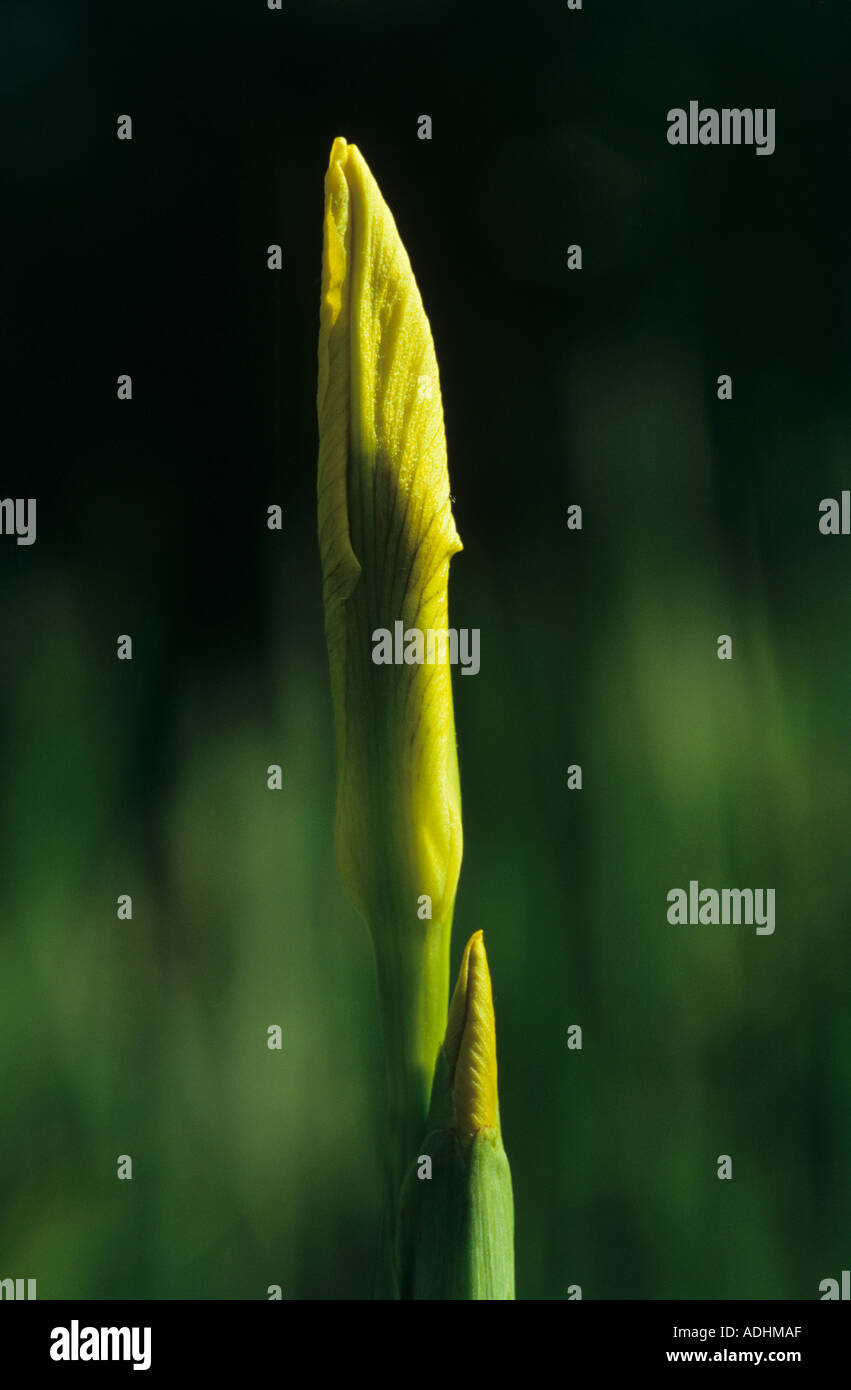 Bandiera gialla o iris gialla bud Foto Stock